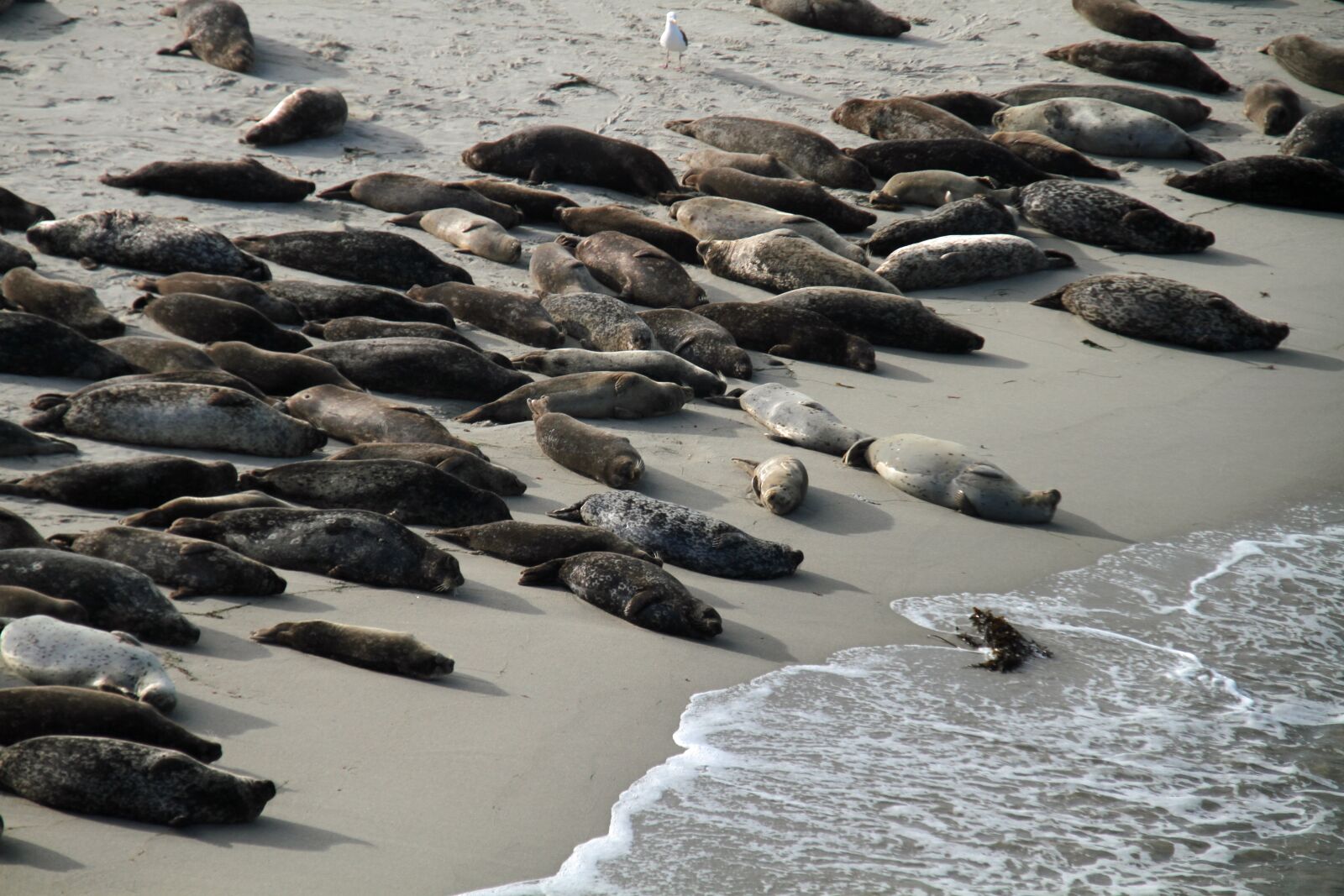 Canon EOS 7D sample photo. Sea lions, san diego photography
