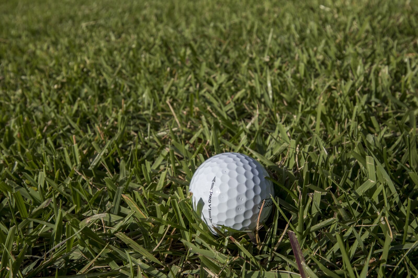 Canon EOS 750D (EOS Rebel T6i / EOS Kiss X8i) sample photo. Golf, green, field photography