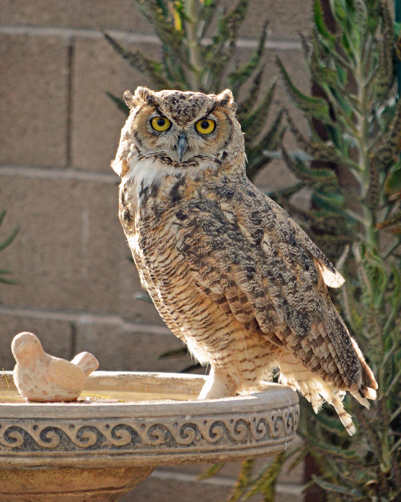Nikon D3200 sample photo. Owl, birdbath, perched photography
