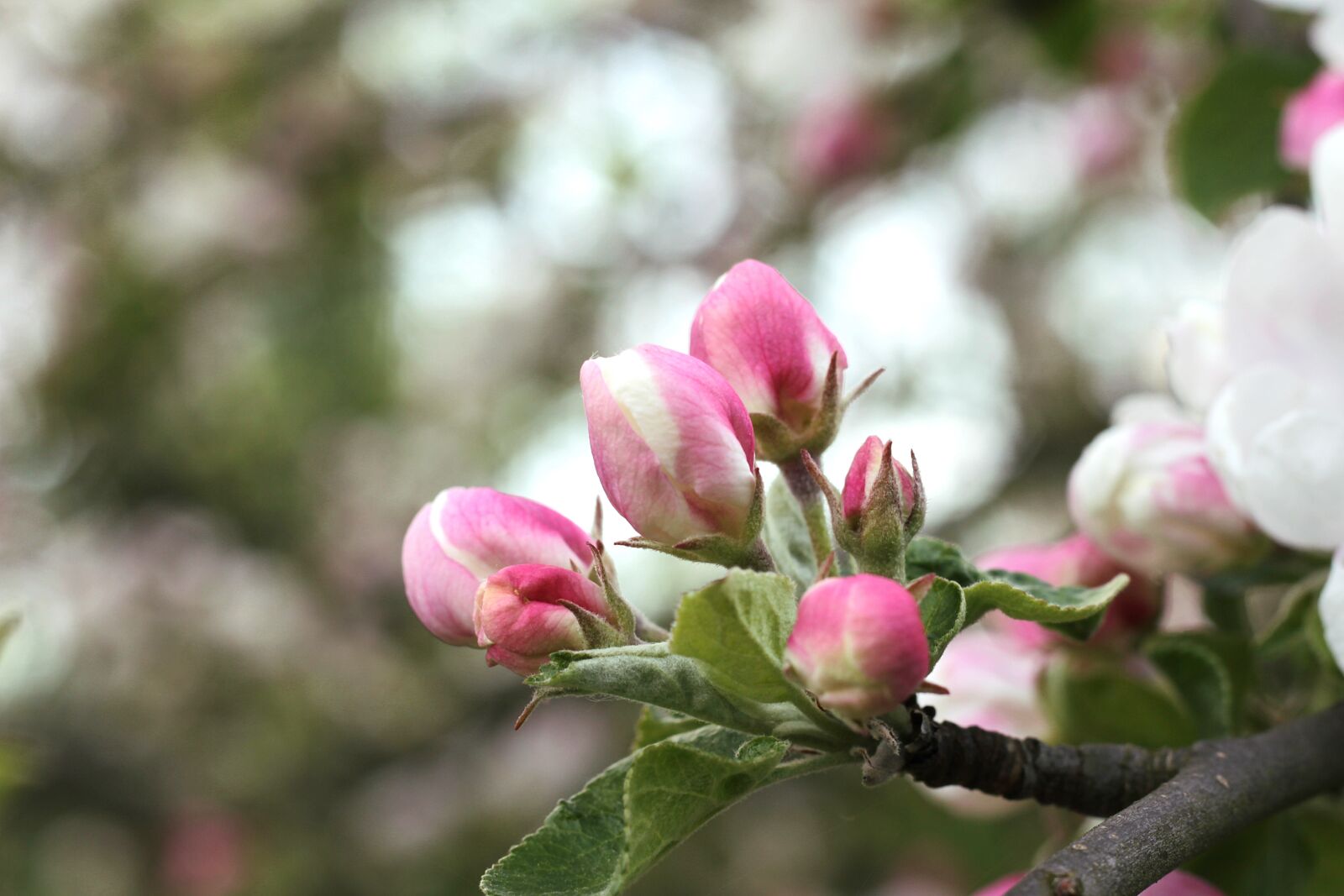Canon EOS 600D (Rebel EOS T3i / EOS Kiss X5) sample photo. Apple blossom, blossom, blossoming photography