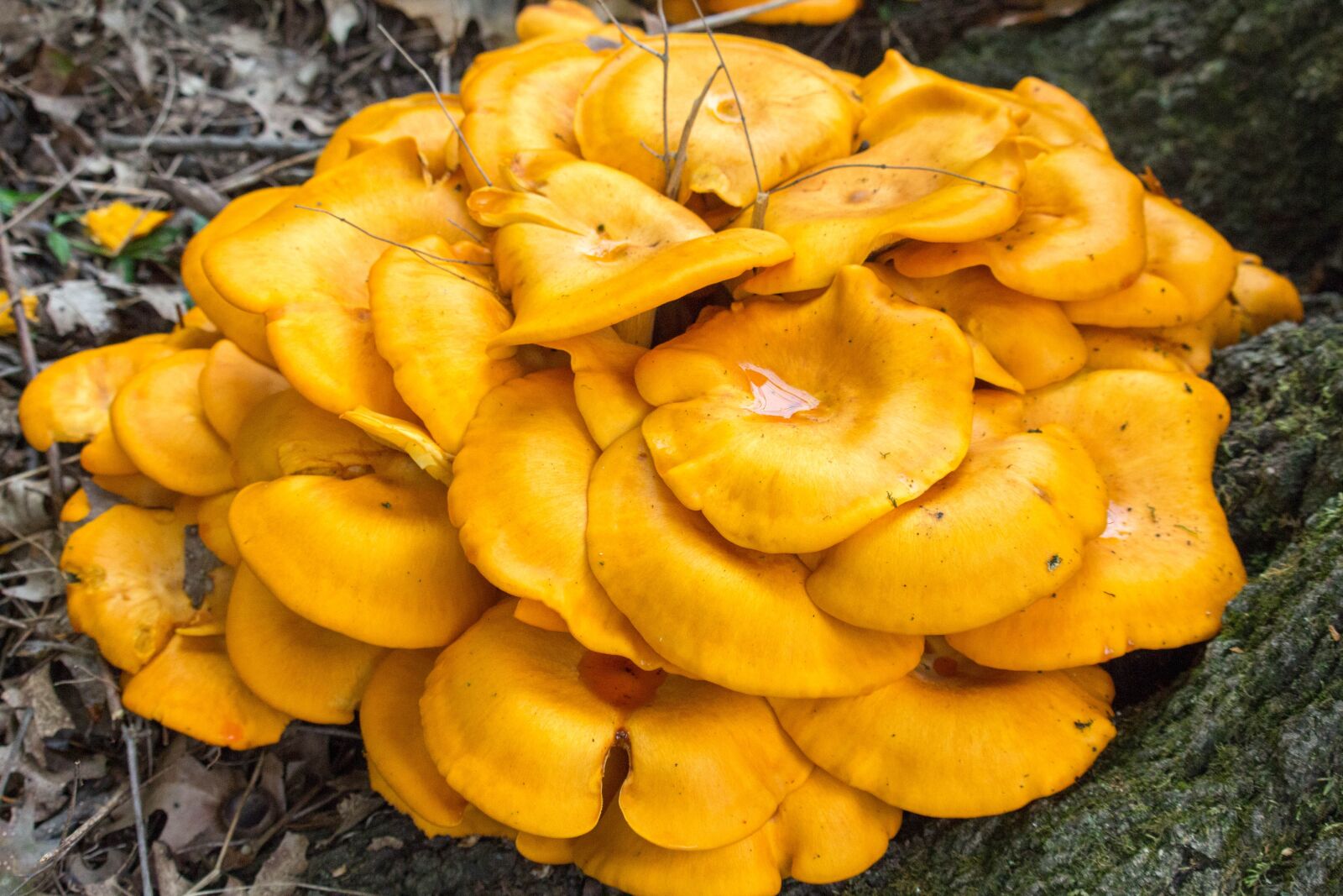 Canon EOS 700D (EOS Rebel T5i / EOS Kiss X7i) sample photo. Fungus, fall, mushroom photography