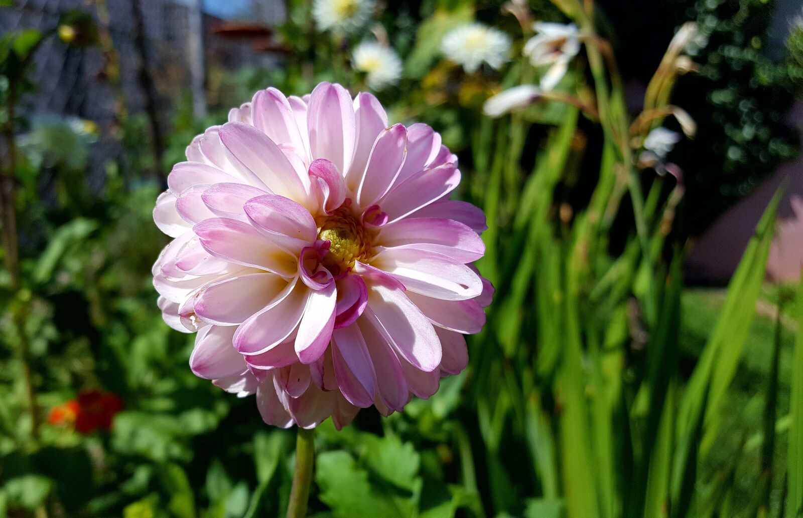 Samsung Galaxy S6 sample photo. Flower, pink, garden photography