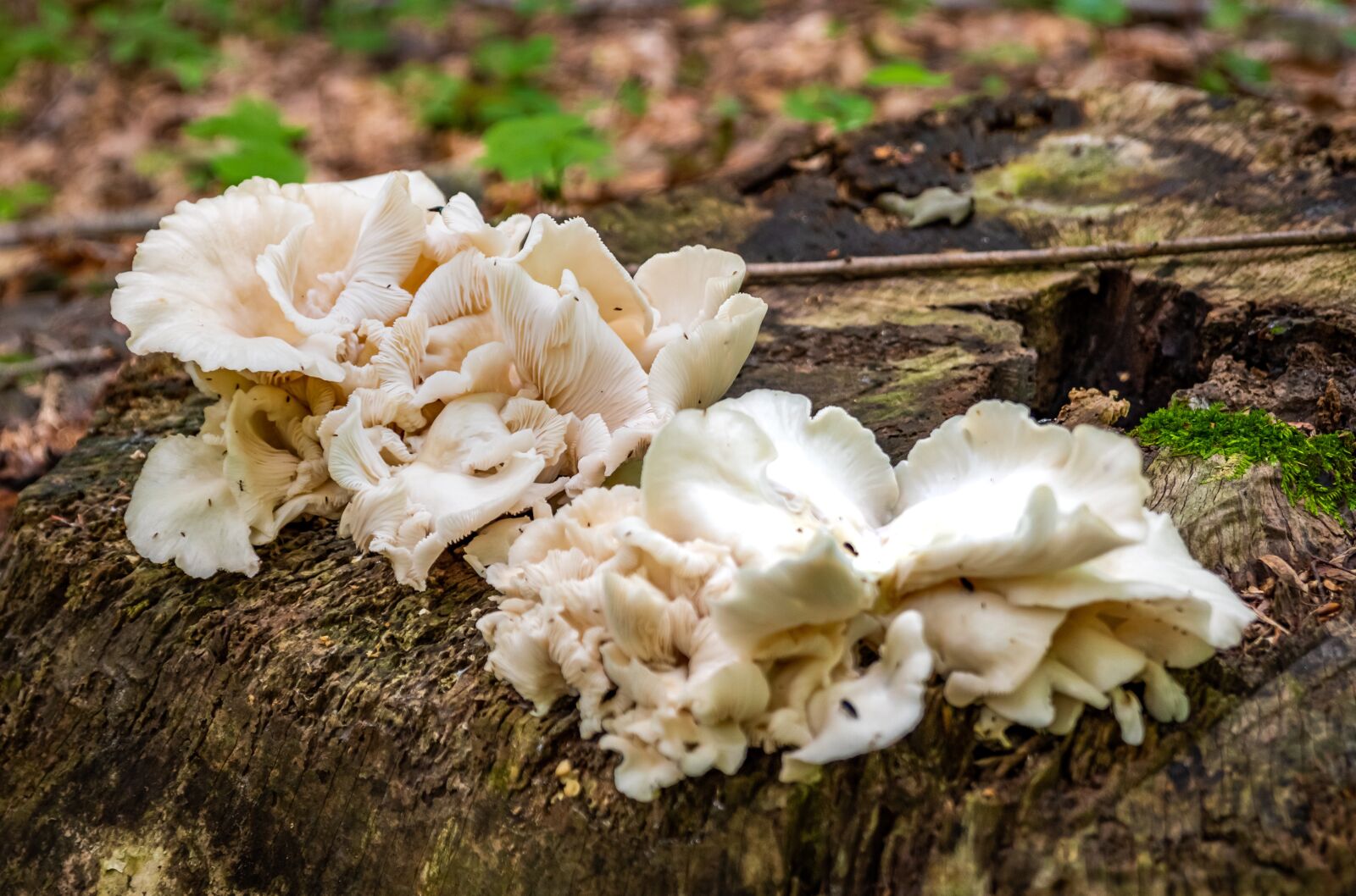 Nikon D500 sample photo. Wild mushroom, stump, forest photography