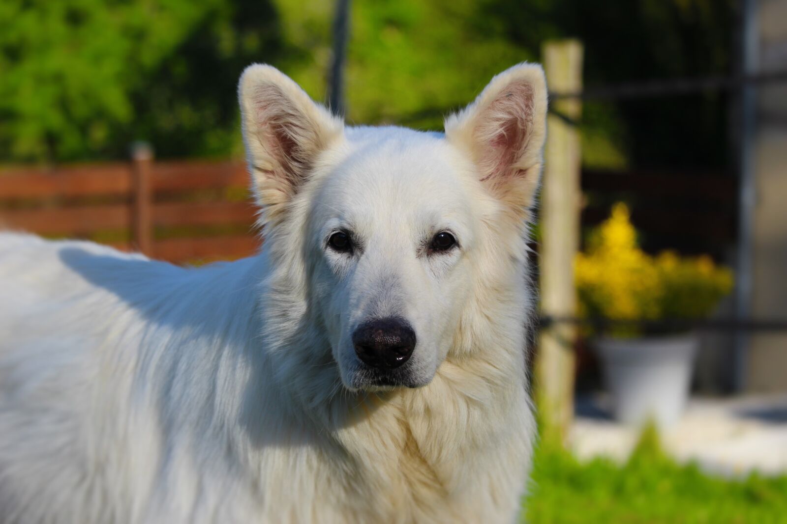 Canon EF-S 55-250mm F4-5.6 IS STM sample photo. Swiss white shepherd, animals photography