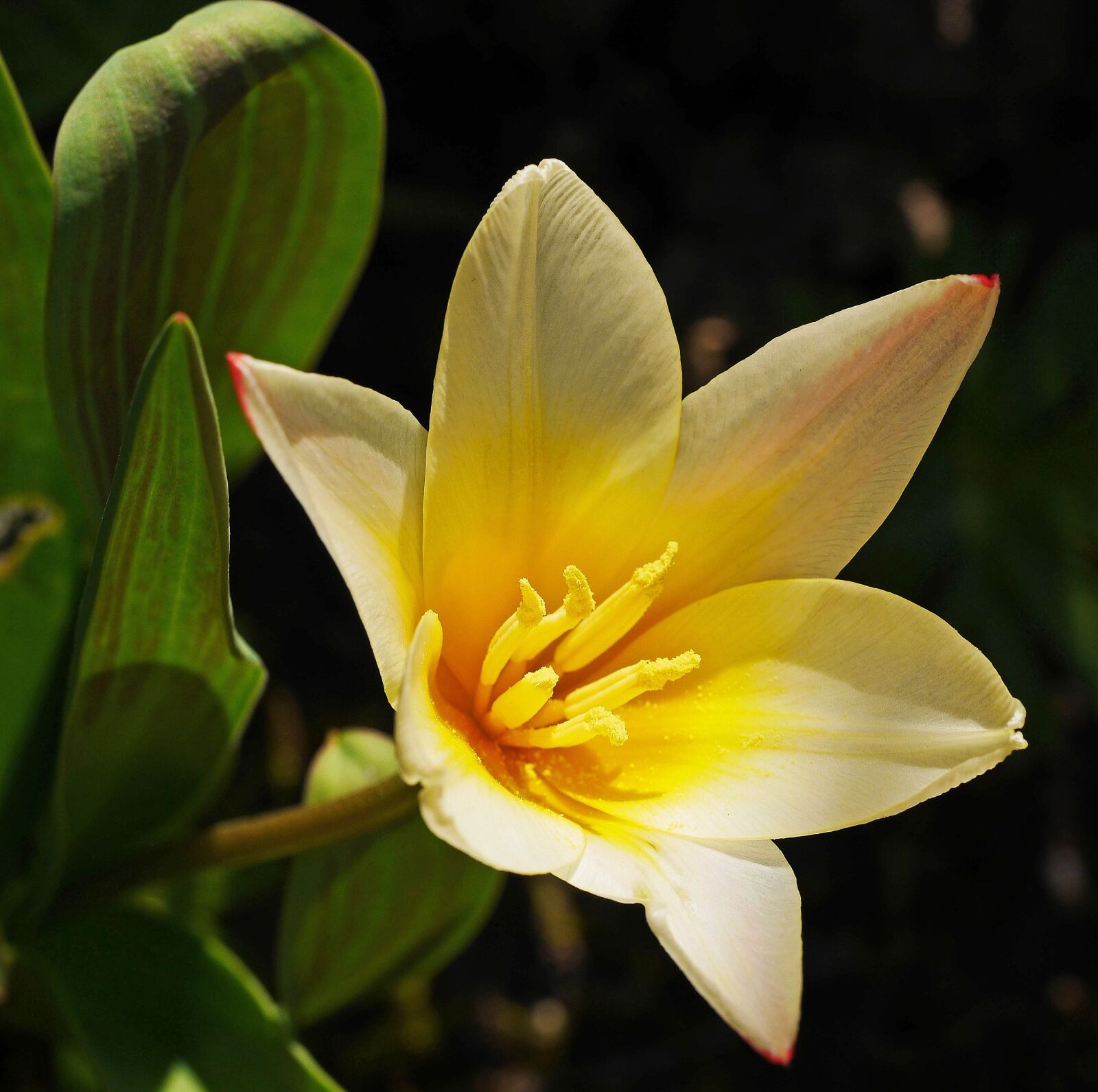 Panasonic Lumix DMC-GH3 sample photo. Dwarf tulip, blossom, bloom photography