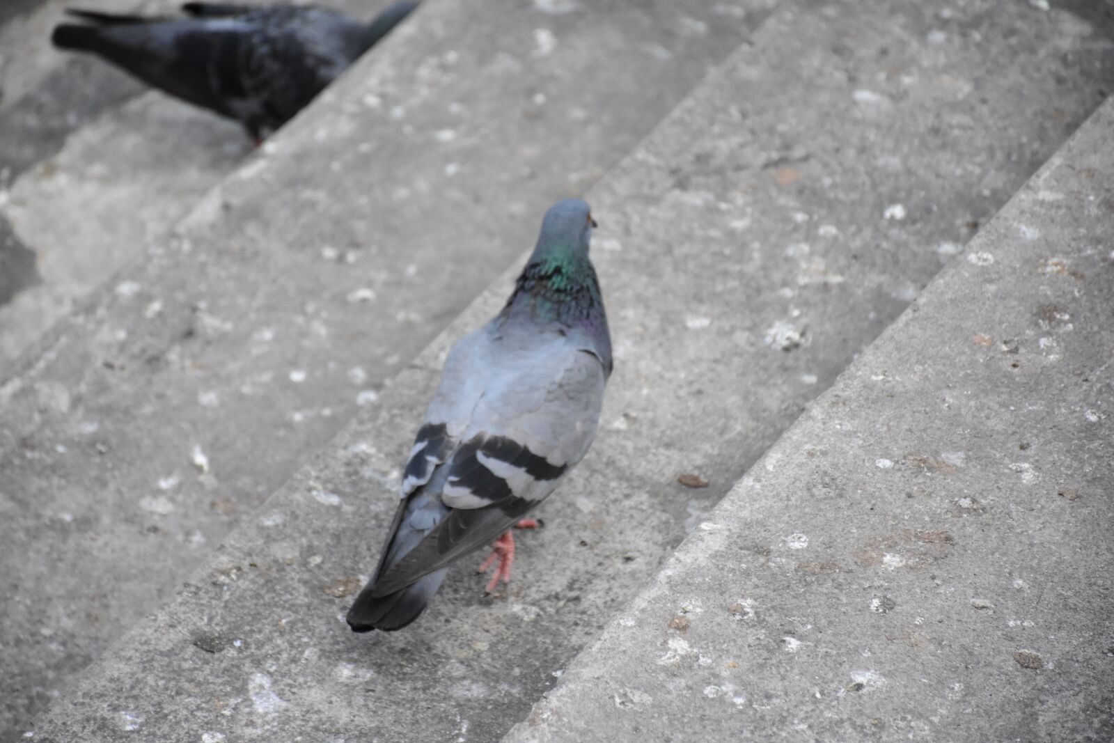 Nikon D7200 sample photo. Birds, dove, pigeon photography