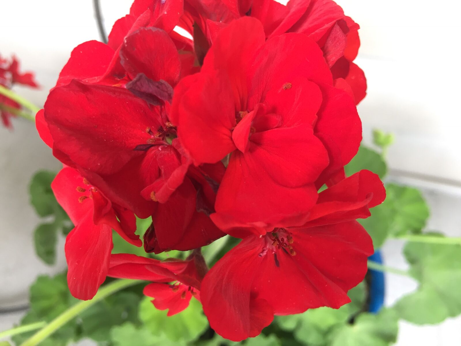 iPhone 6 back camera 4.15mm f/2.2 sample photo