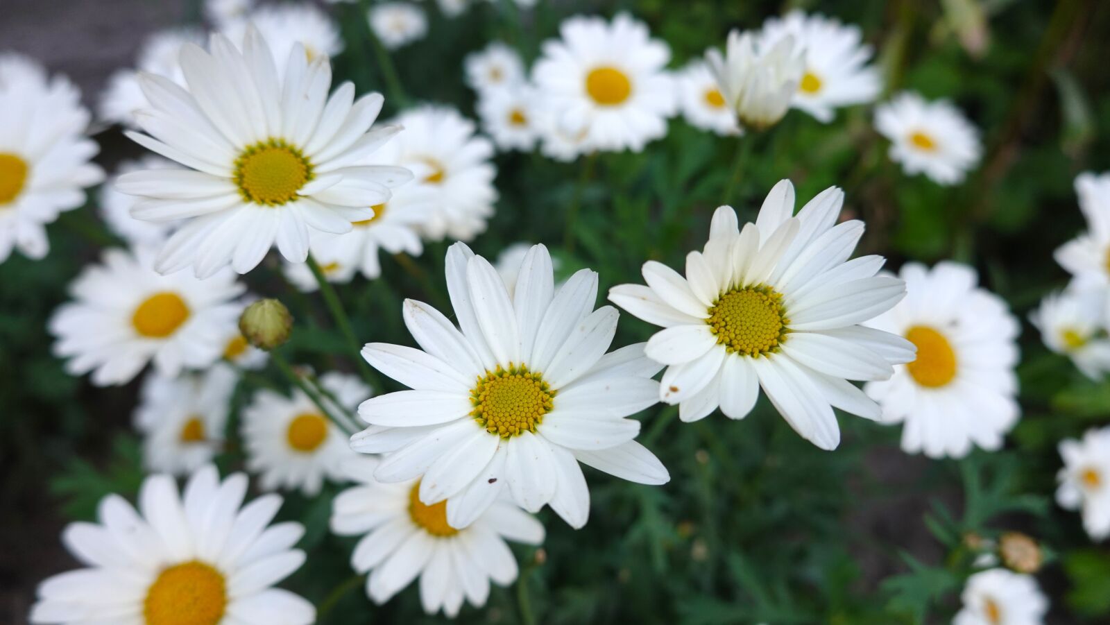 Sony Cyber-shot DSC-RX100 VI sample photo. Daisies, white, flowers photography