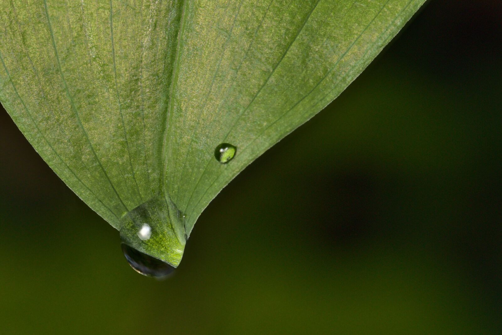 Canon EOS M5 + Canon EF 100mm F2.8L Macro IS USM sample photo. Leaf, weisswurz, drop of photography