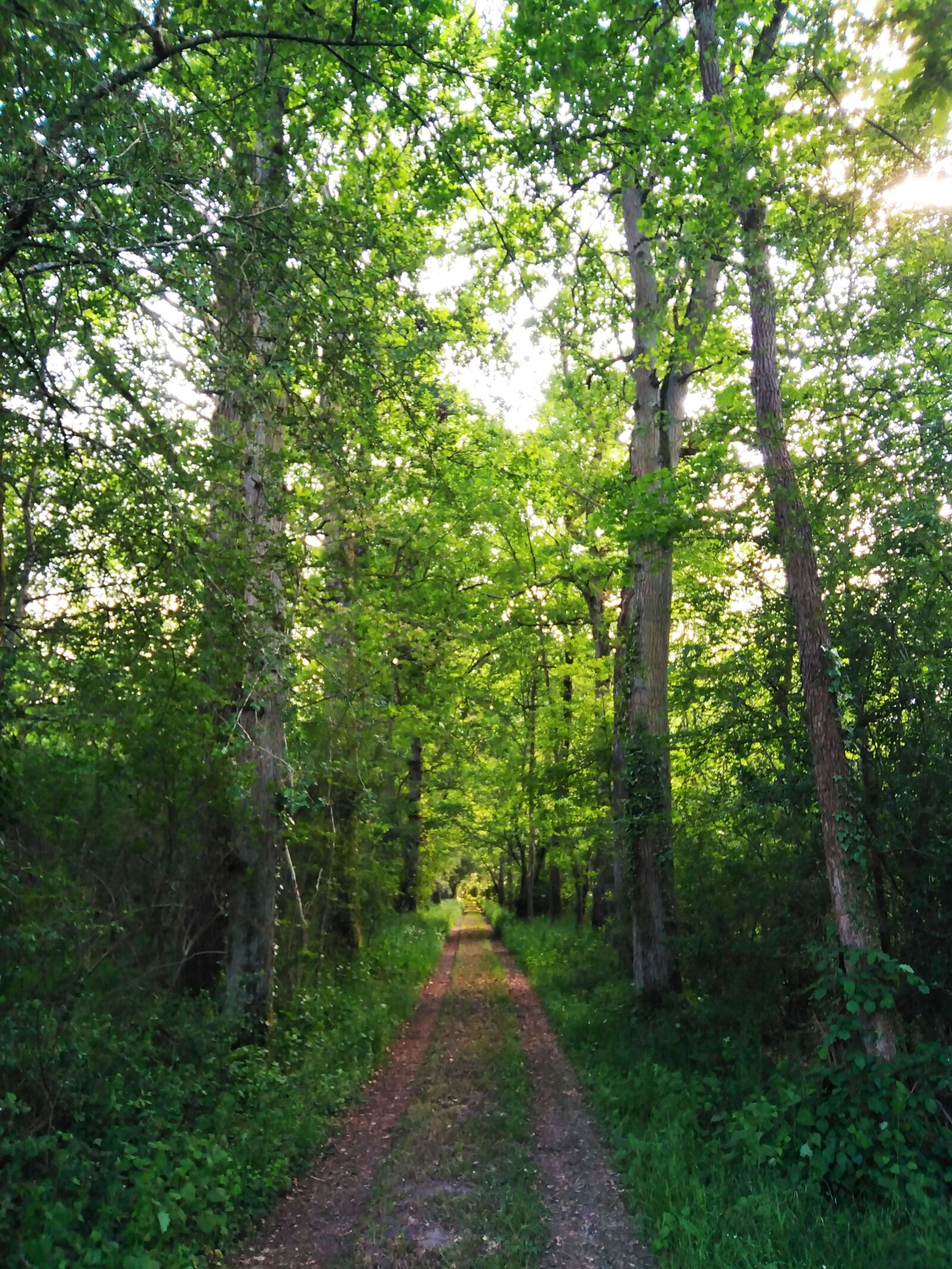 HUAWEI DUB-LX1 sample photo. Nature, trees, sun photography