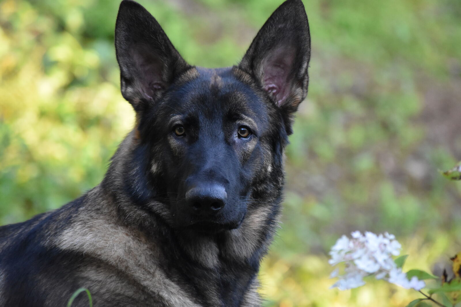 Nikon D5500 sample photo. Dog, german, shepherd photography