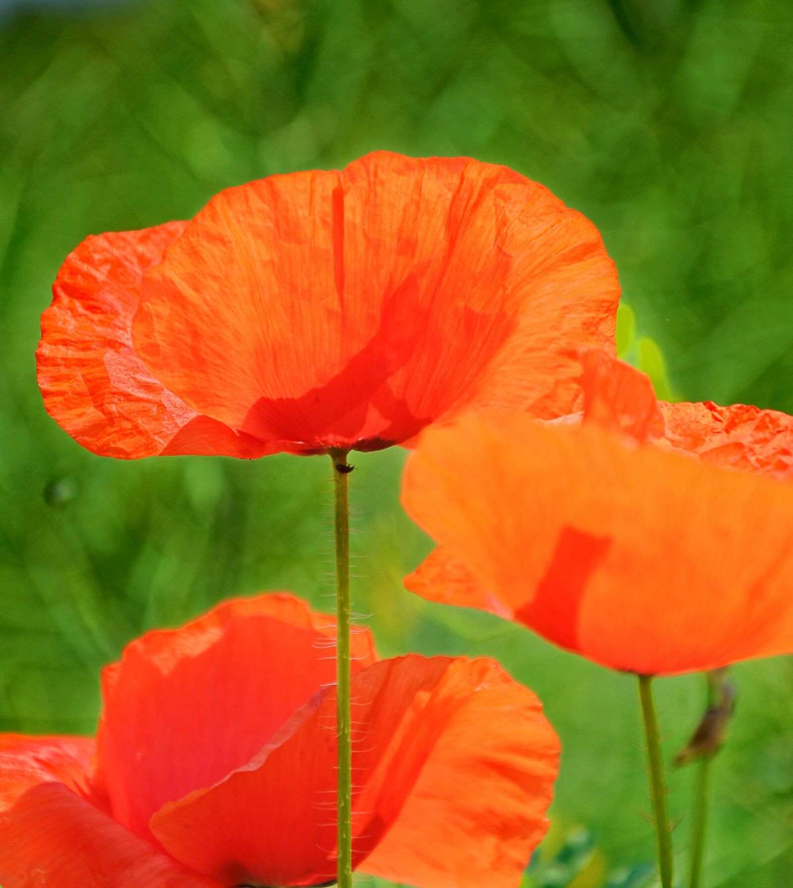 Nikon D90 sample photo. Poppy, summer, nature photography