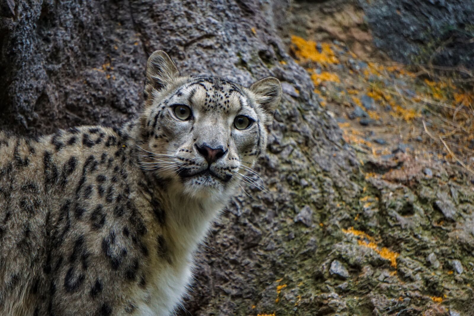 Sony a6000 sample photo. Snow leopard, cat, big photography