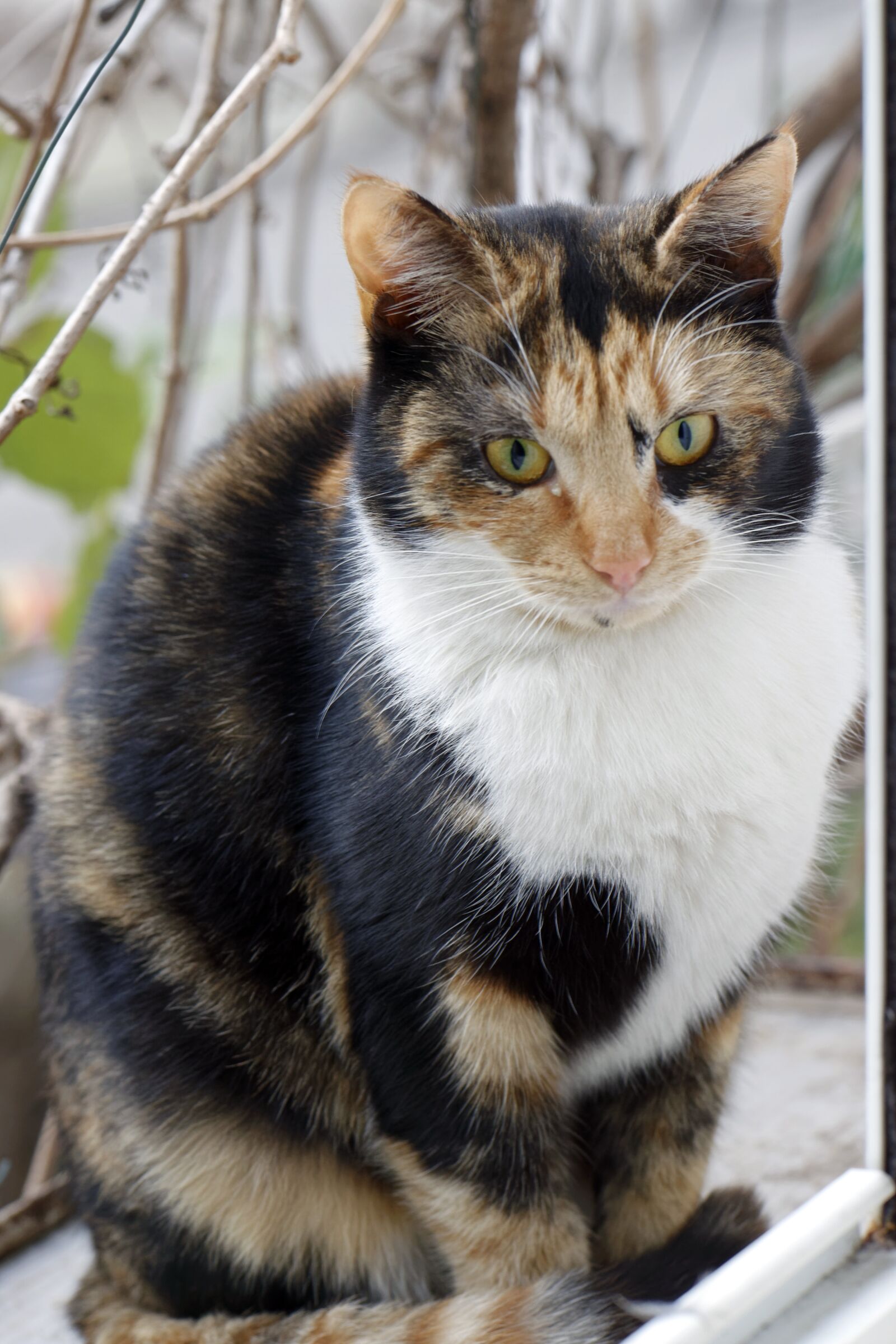 Nikon D5300 sample photo. Cat, pet, feline photography