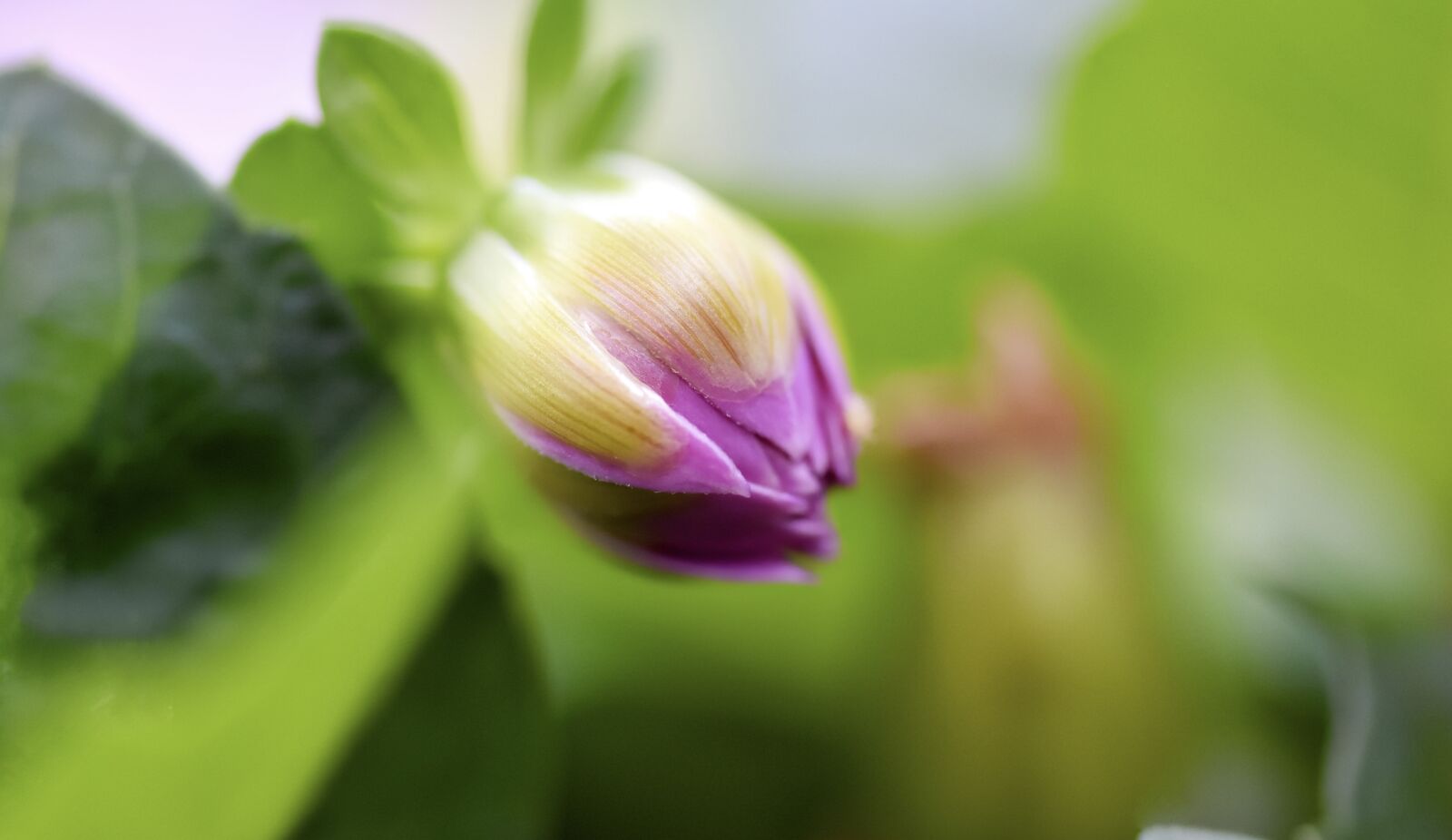 Nikon D7200 sample photo