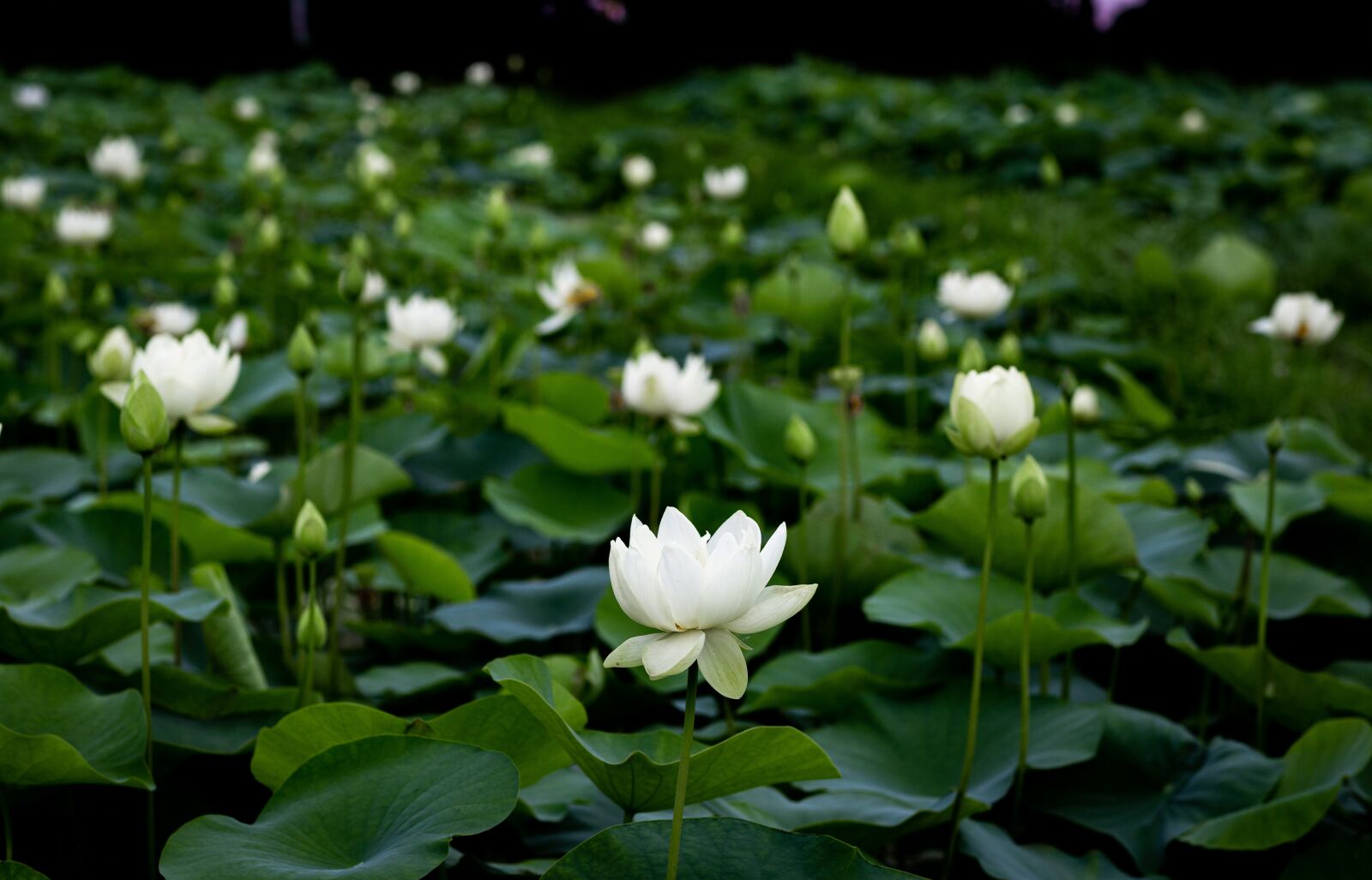Canon EF 85mm F1.2L II USM sample photo. Green, flower, lotus plants photography