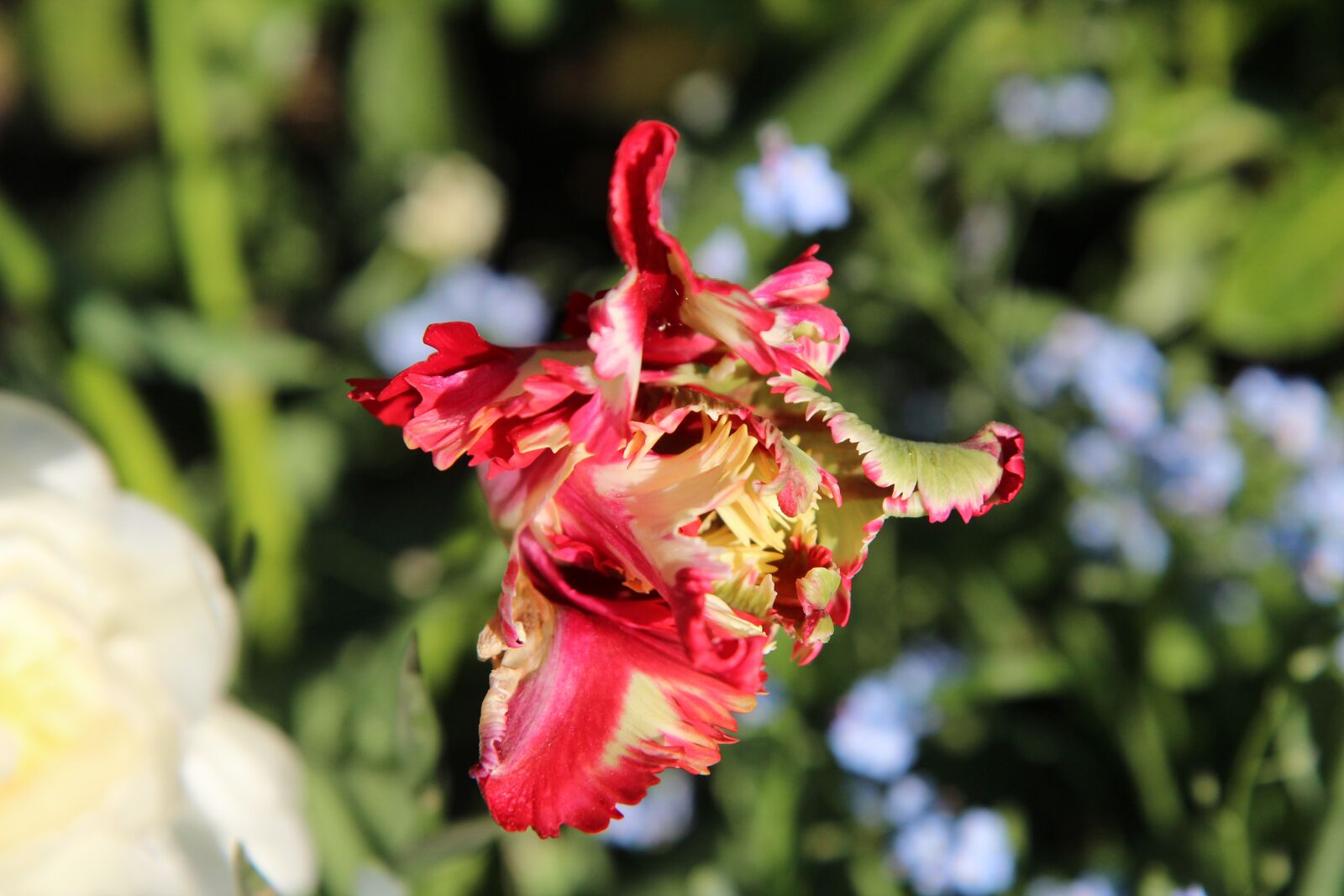 Canon EOS 600D (Rebel EOS T3i / EOS Kiss X5) sample photo. Tulip, parrot tulip, garden photography