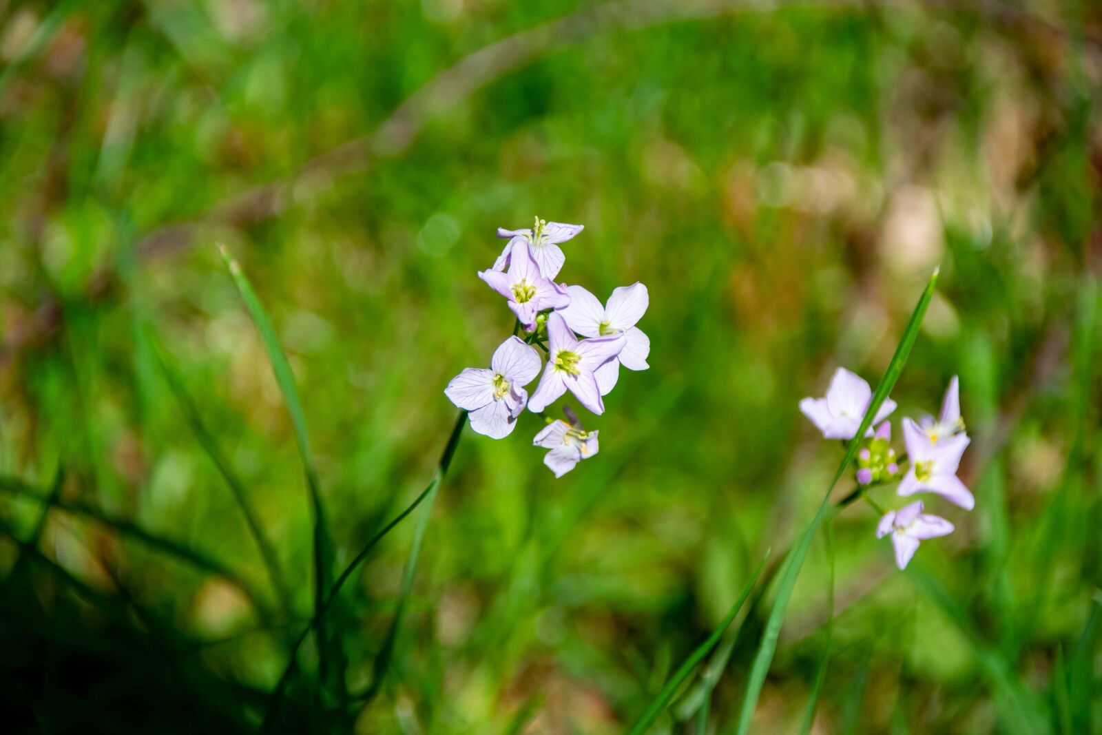 Nikon D3400 sample photo. Smock, rush, garden photography