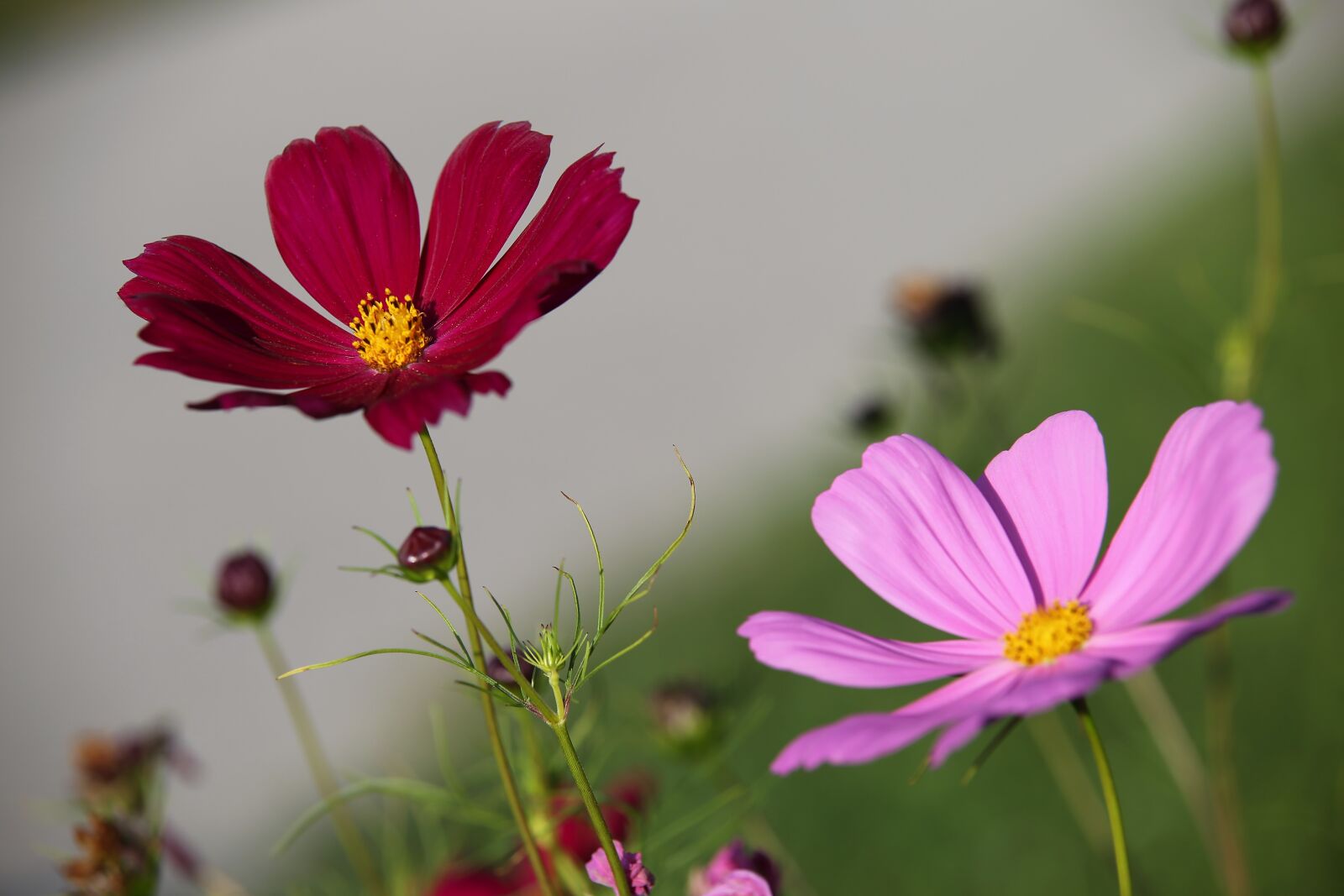 Tamron 70-210mm F4 Di VC USD sample photo. Cosmos flowers, flowers, plant photography