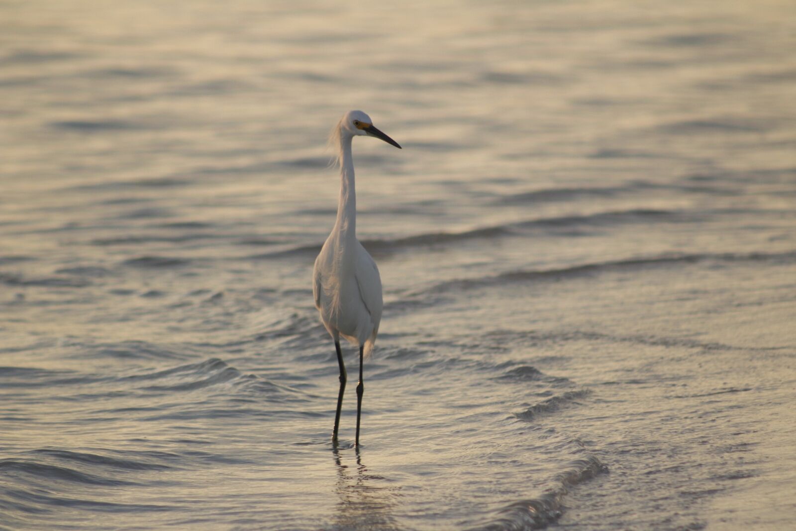 Canon EOS 1300D (EOS Rebel T6 / EOS Kiss X80) sample photo. Bird, water, nature photography