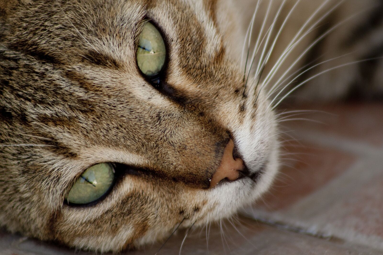 Canon EOS 500D (EOS Rebel T1i / EOS Kiss X3) sample photo. Cat, tabby cat, animals photography