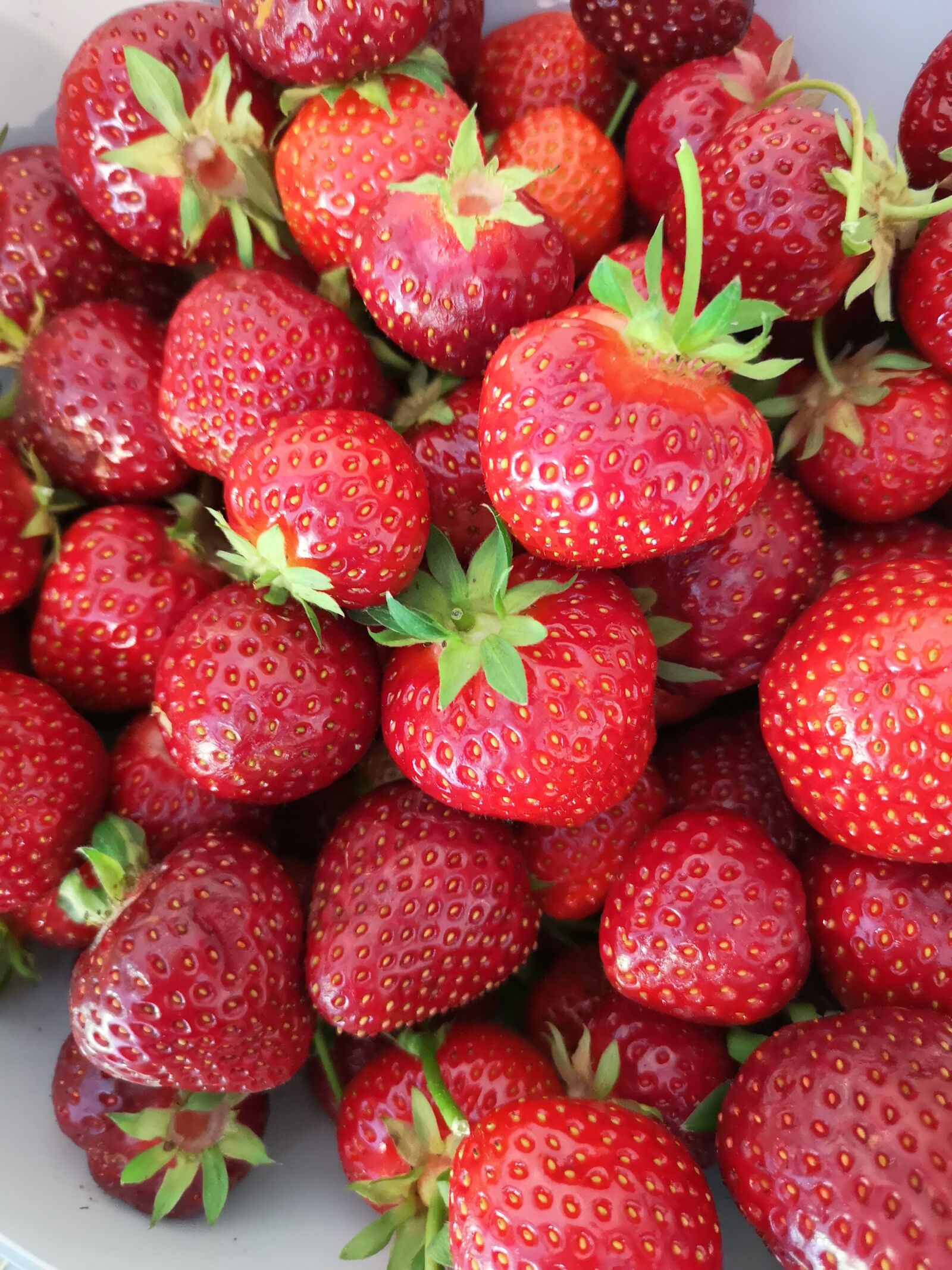 HUAWEI CLT-L29 sample photo. Strawberries, strawberry field, summer photography