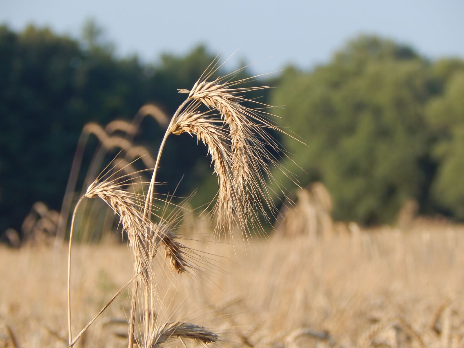 Nikon Coolpix L830 sample photo. Summer, cereal, field photography