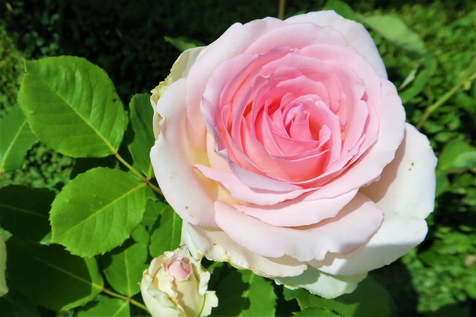 Canon PowerShot G7 X sample photo. Rose, spring, pink photography