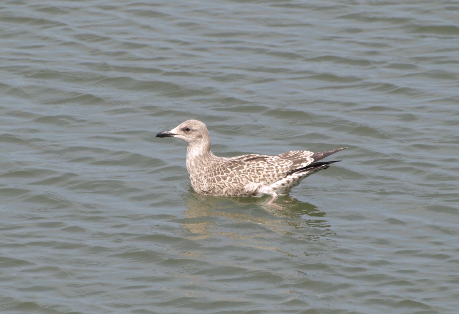 Olympus E-510 (EVOLT E-510) sample photo. Grey gull, seagull, north photography