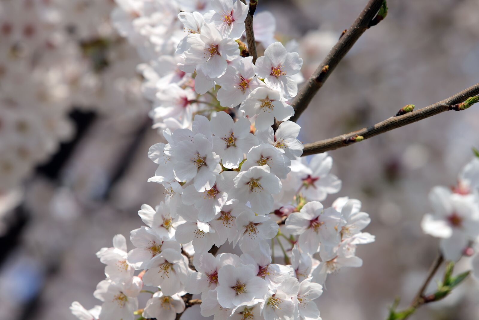 Canon EOS 6D Mark II sample photo. Cherry blossom, spring, flowers photography