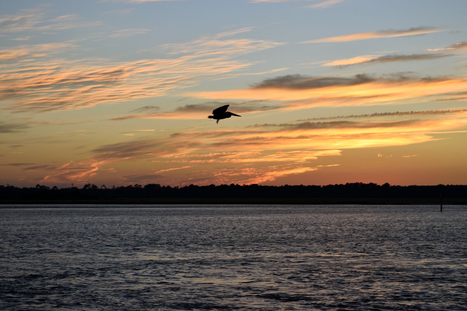 Nikon D3300 sample photo. Pelican, flying, bird photography