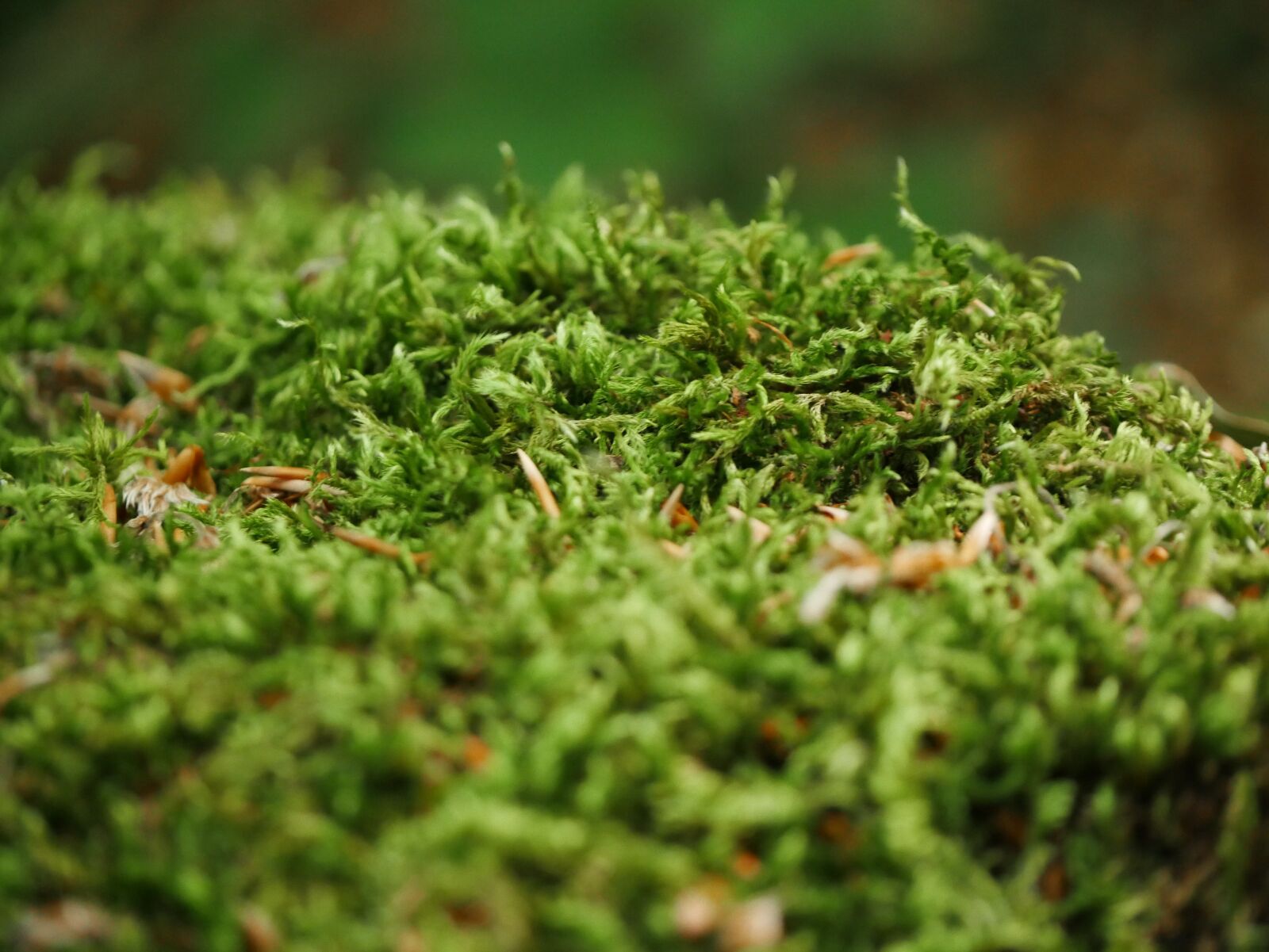 Panasonic Lumix DMC-G7 sample photo. Moss, forest, green photography