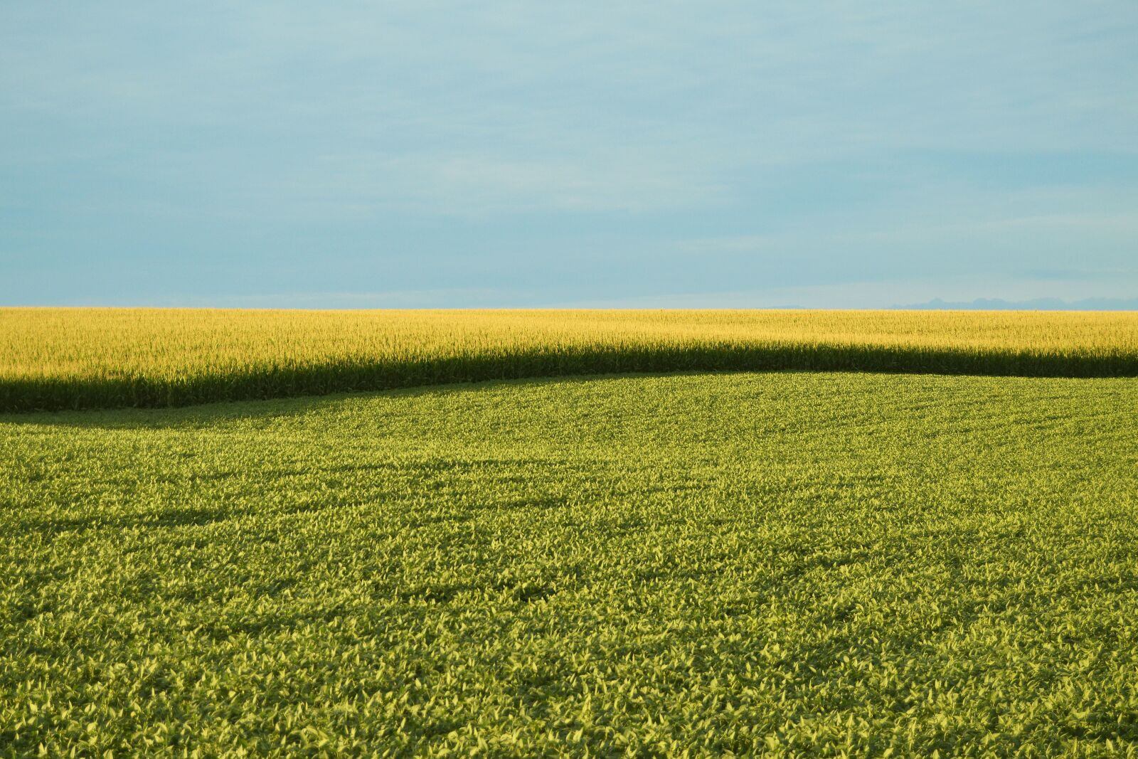 Nikon D3200 sample photo. Farm field, field, farm photography