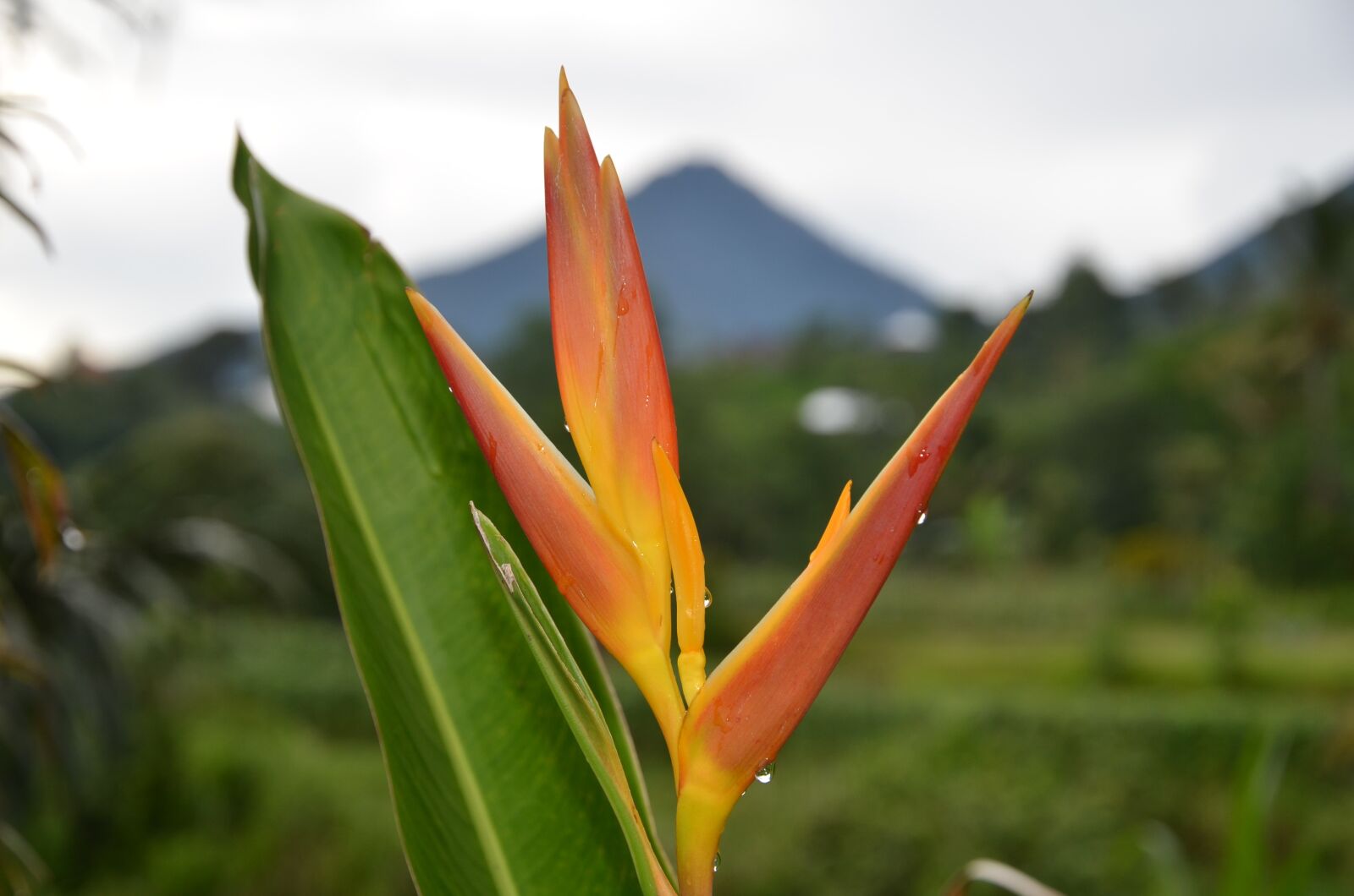 Nikon D7000 sample photo. Plant, mountain, outdoors photography