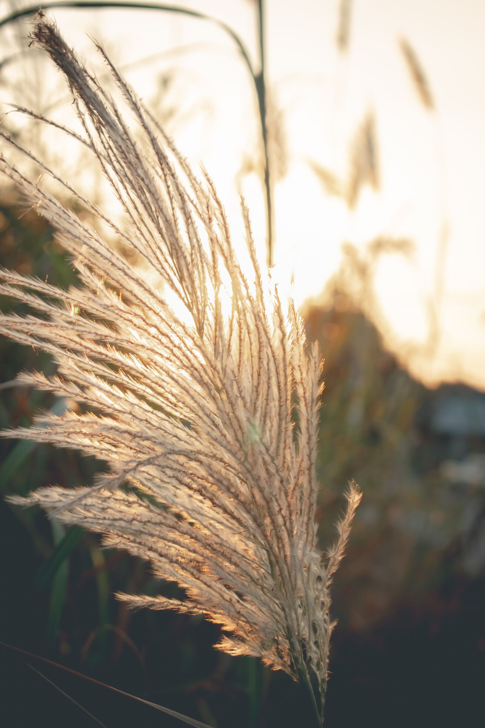 Canon EOS 700D (EOS Rebel T5i / EOS Kiss X7i) sample photo. Sky, west, grass photography