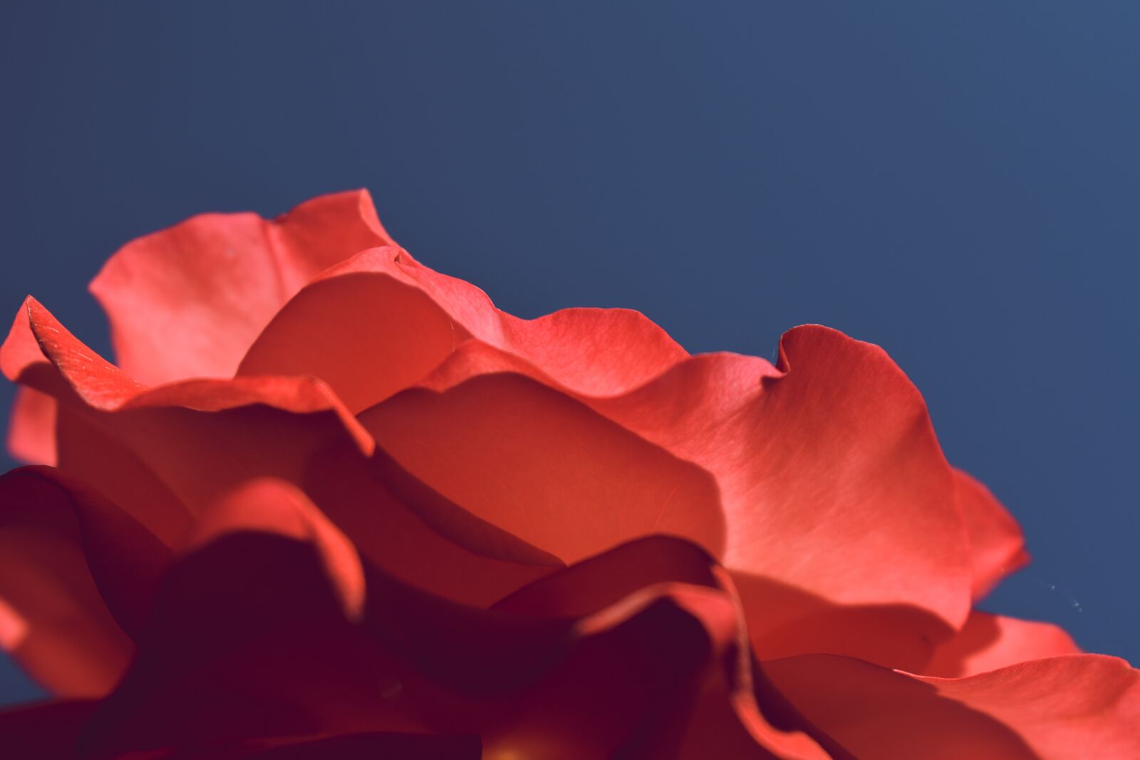 Nikon D5600 sample photo. Rose, pink, close up photography