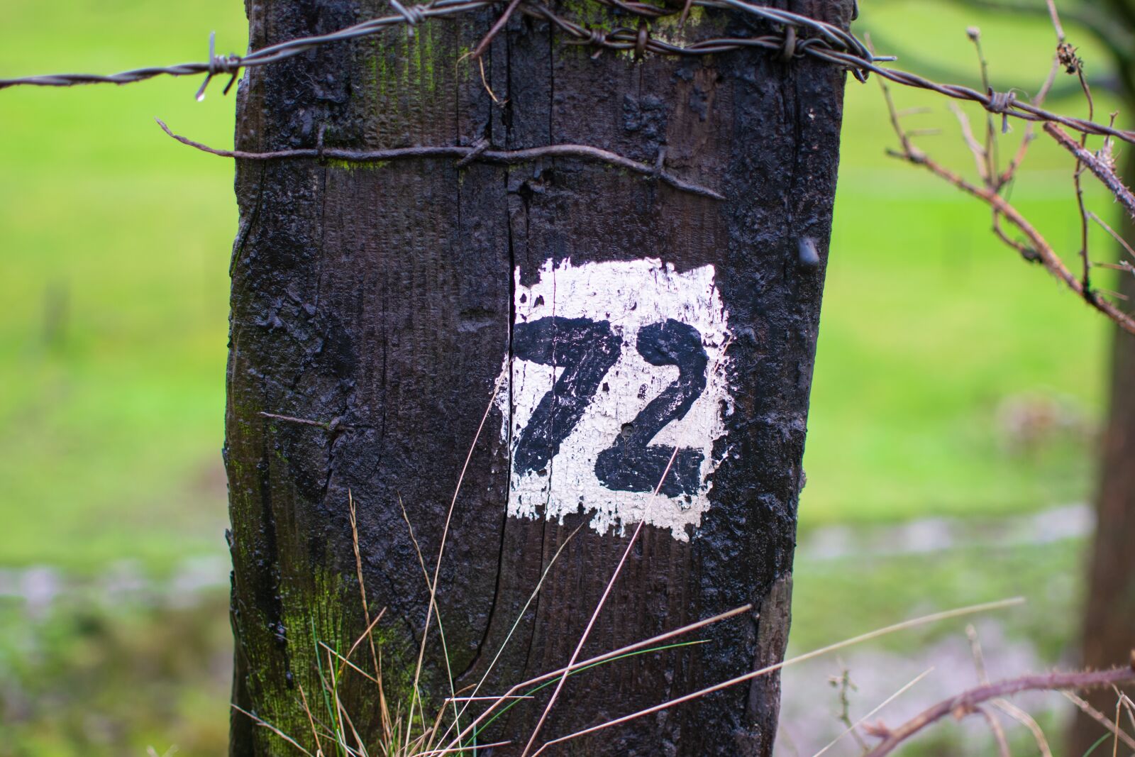 Nikon D3300 sample photo. Number, 72, post photography
