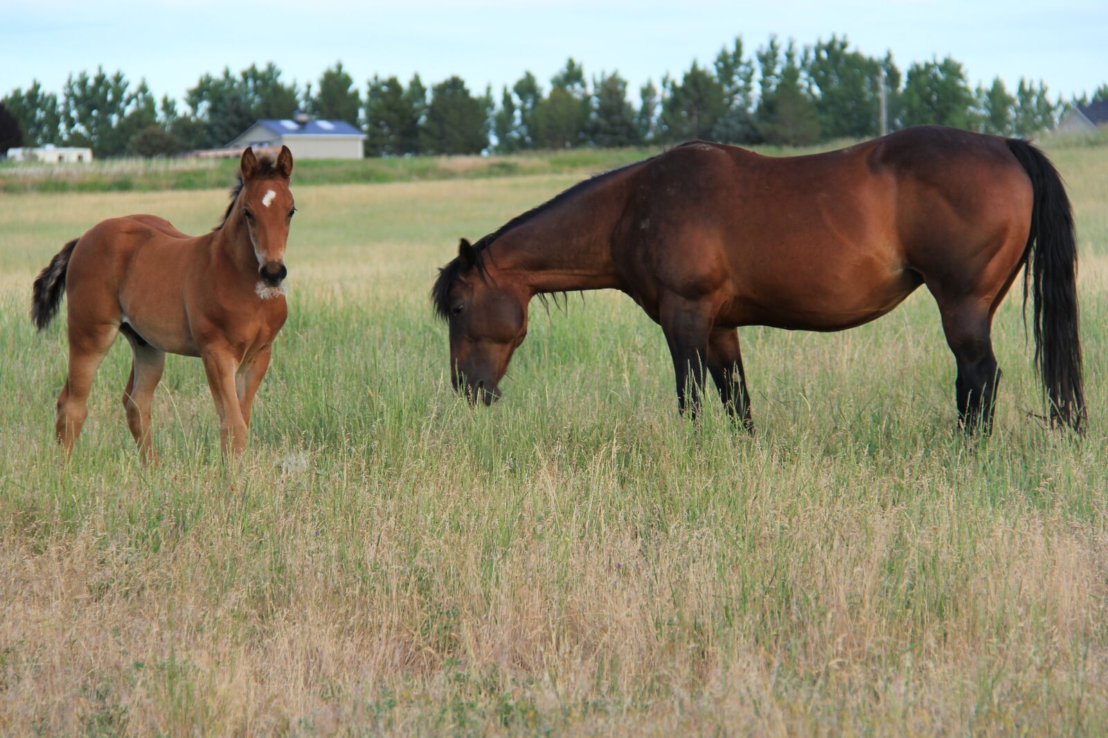 Canon EOS 60D sample photo. Horses grazing, colt grazing photography