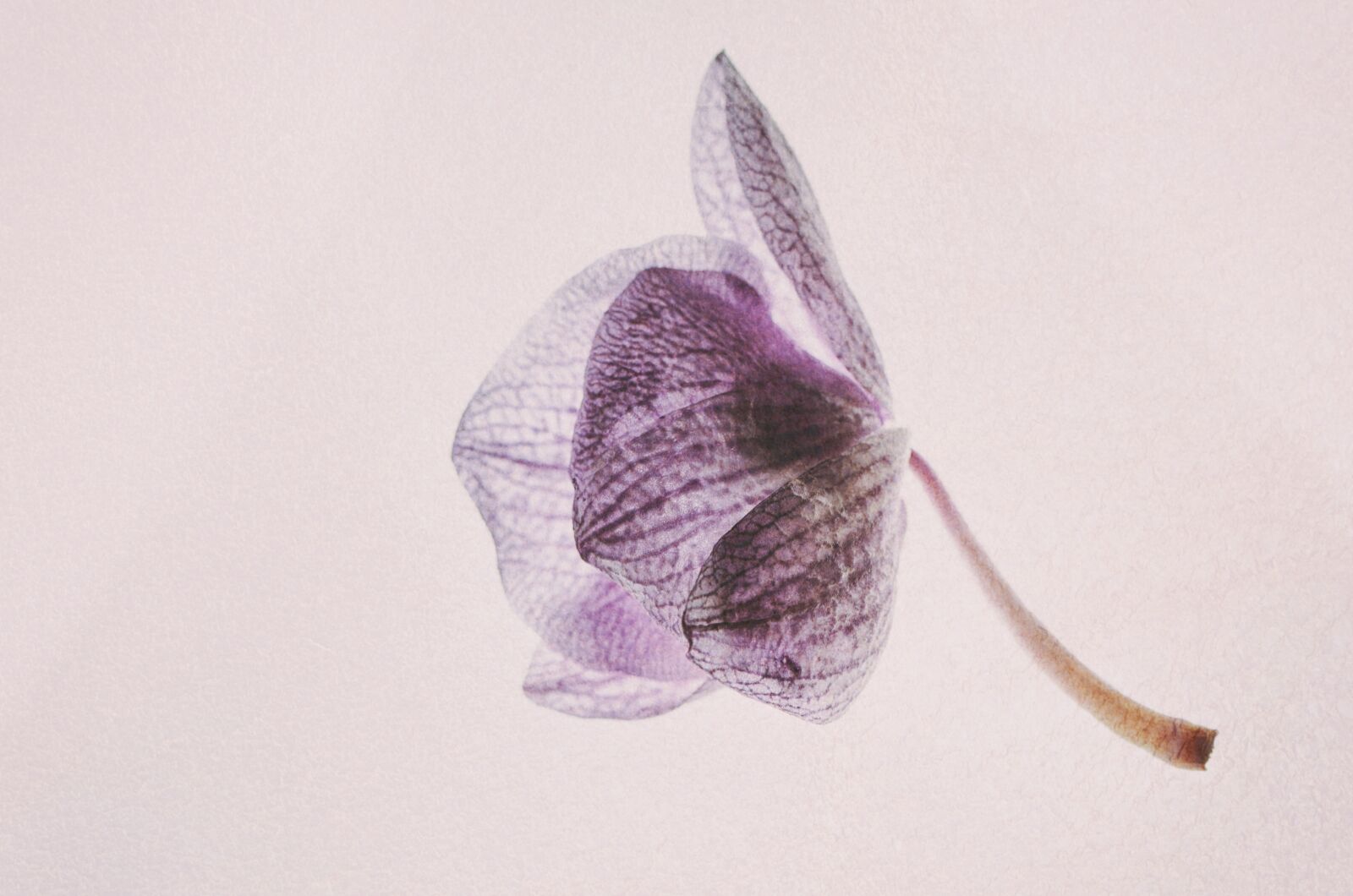Nikon D7000 sample photo. Orchid, colors, flower photography