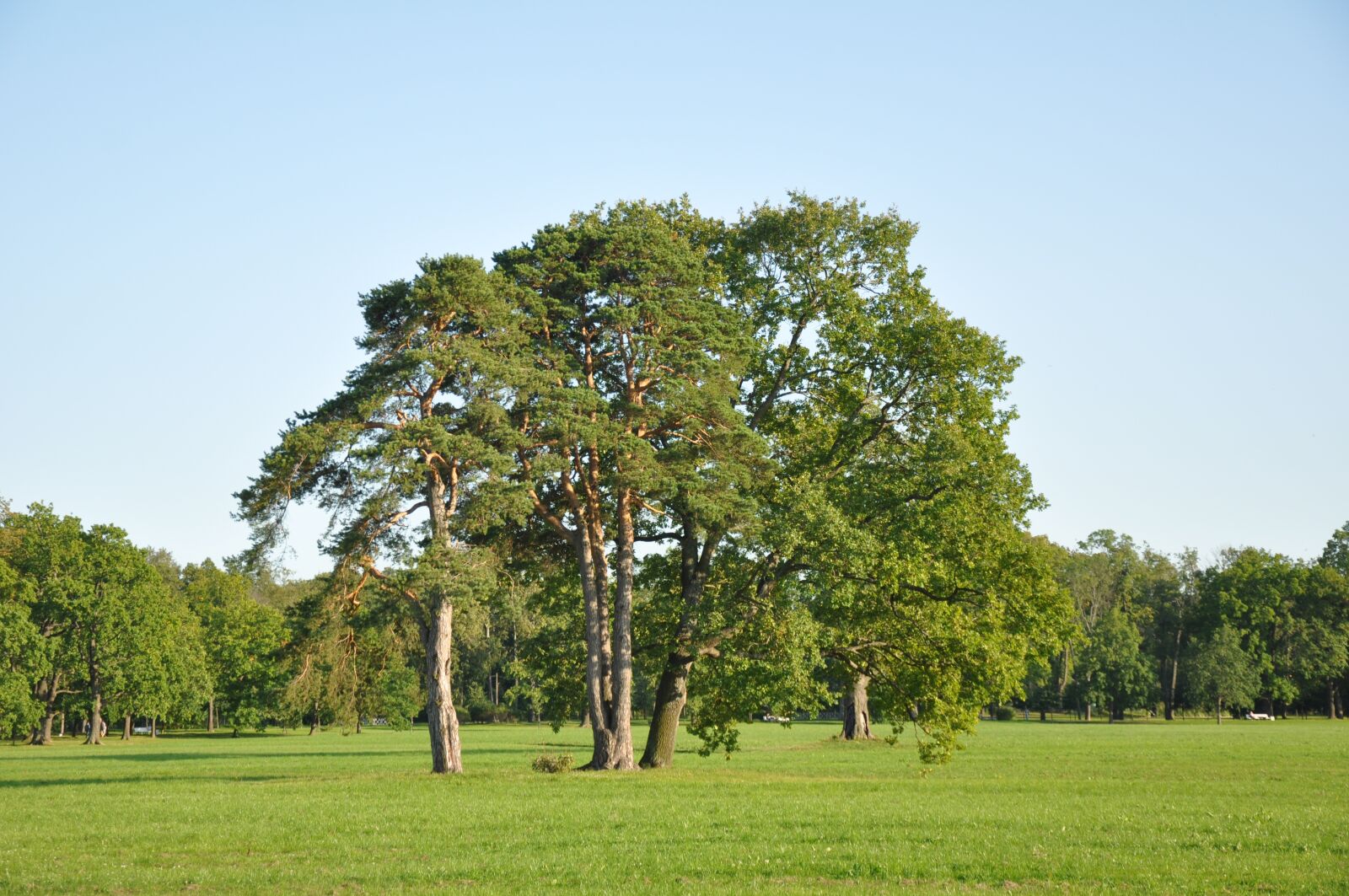 Nikon D90 sample photo. Park, trees, nature photography