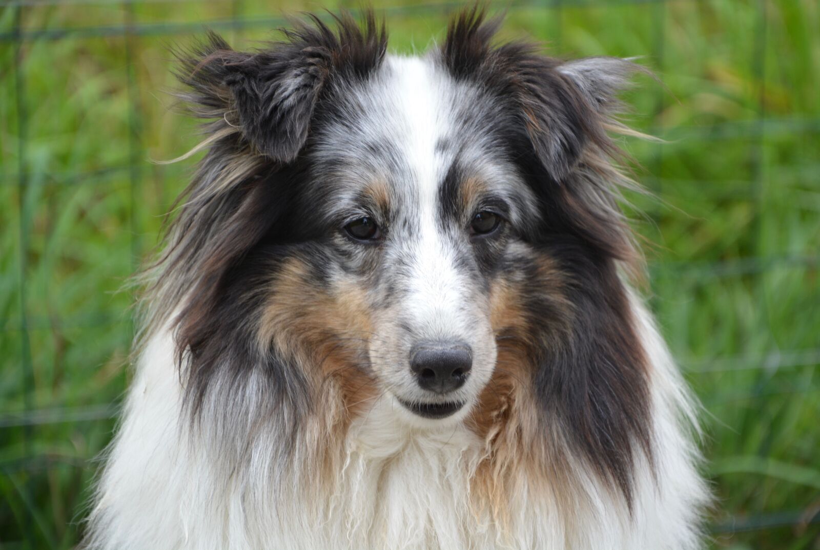 Nikon D5200 sample photo. Dog, shetland sheepdog, female photography