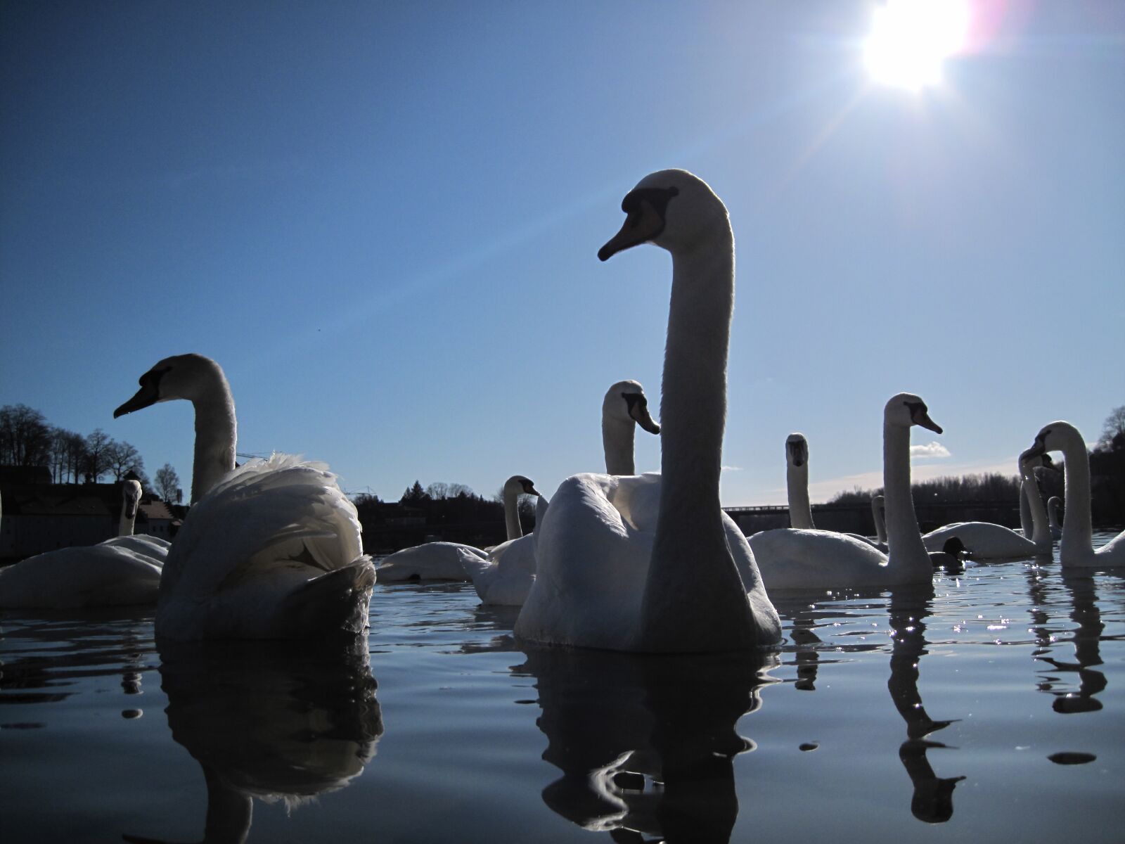Canon PowerShot SD990 IS (Digital IXUS 980 IS / IXY Digital 3000 IS) sample photo. Swans, water, birds photography