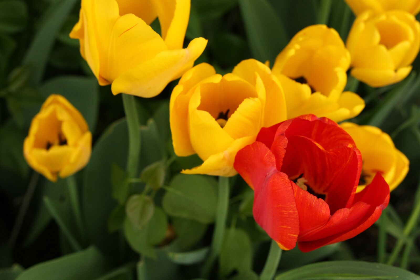 Canon EOS 450D (EOS Rebel XSi / EOS Kiss X2) sample photo. Tulip, flower, spring photography