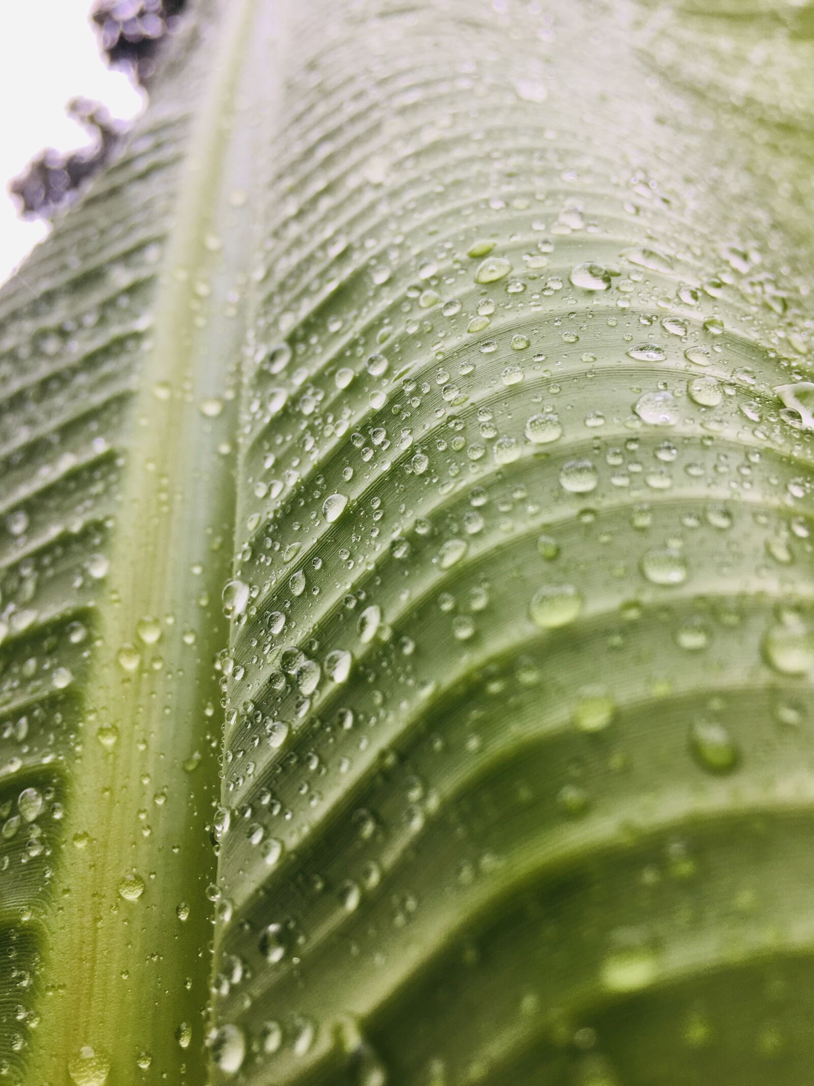 Apple iPhone 6s sample photo. Wet, banana, leaf photography