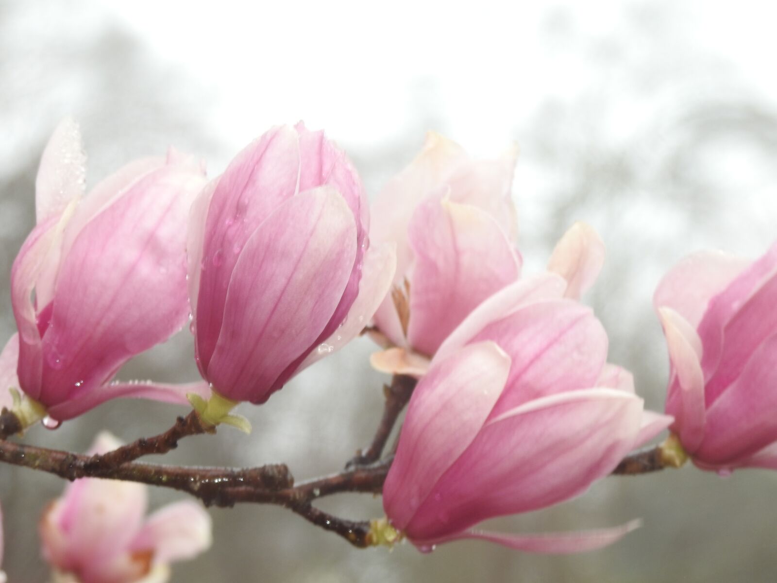 Nikon Coolpix P900 sample photo. Magnolia, flowers, foggy photography