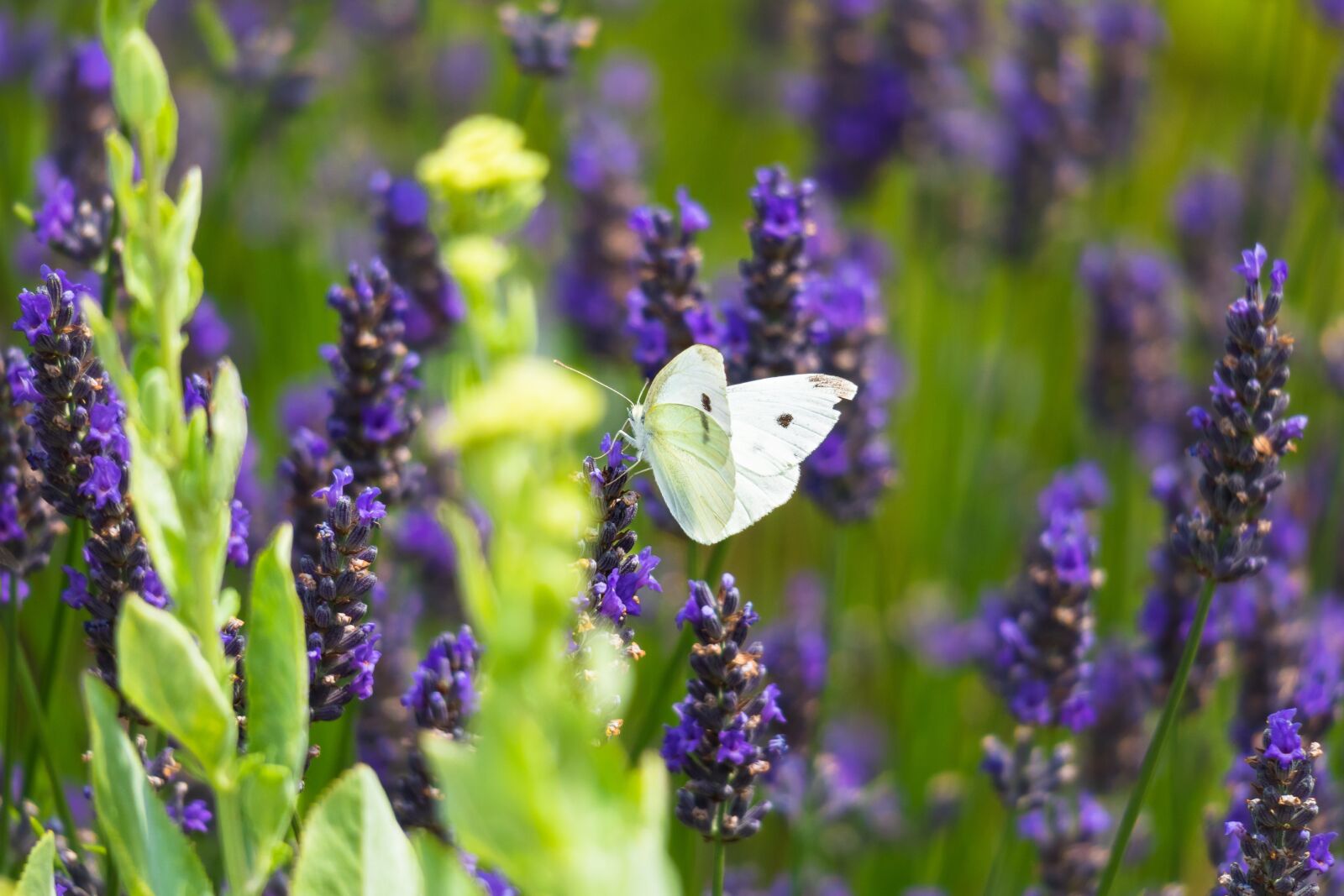 Canon PowerShot G3 X sample photo. White, butterfly, lavender photography