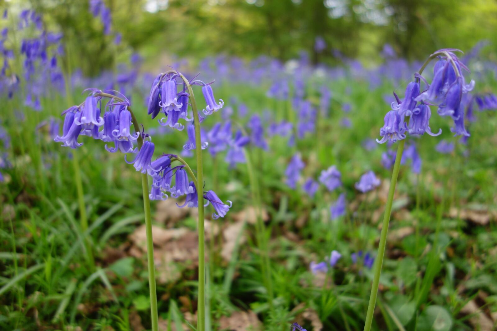 Sony Cyber-shot DSC-RX100 sample photo. Bluebell, bluebells, winkworth arboretum photography