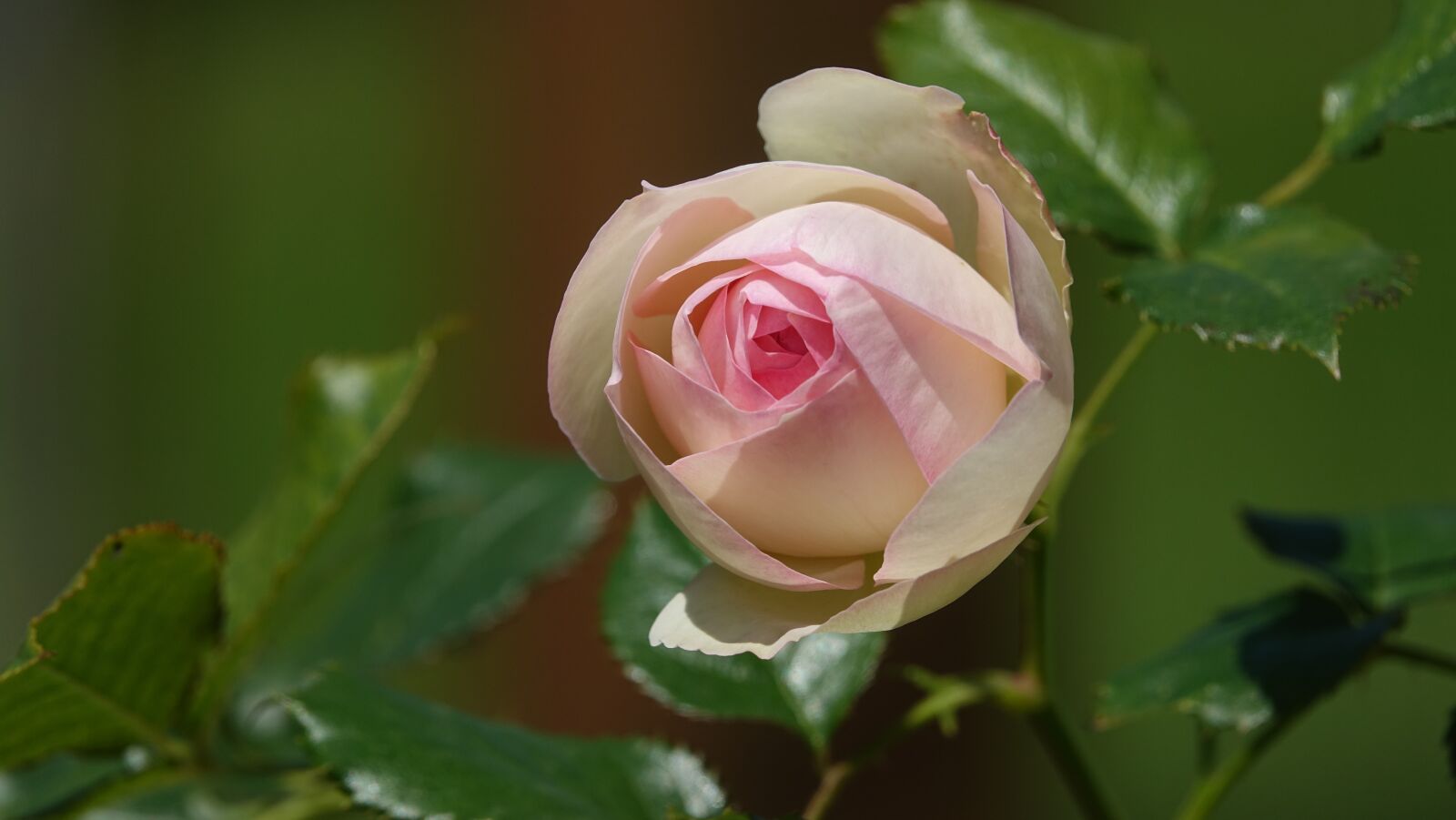 Sony Cyber-shot DSC-RX10 III sample photo. Pink, rose bud, garden photography