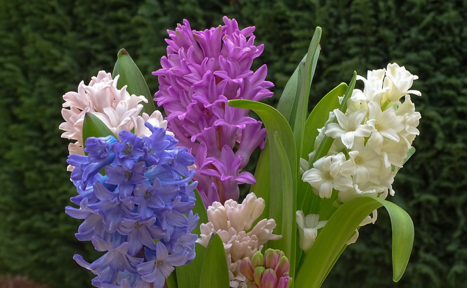 Sony Cyber-shot DSC-HX400V sample photo. Hyacinth, fr hlingsbl her photography