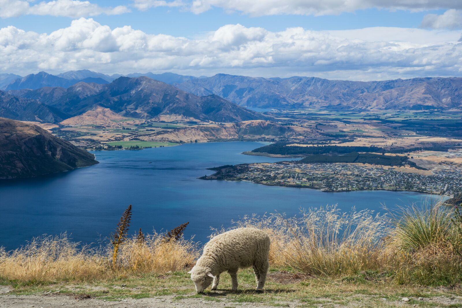 Sony Cyber-shot DSC-RX100 sample photo. New zealand, sheep, nature photography